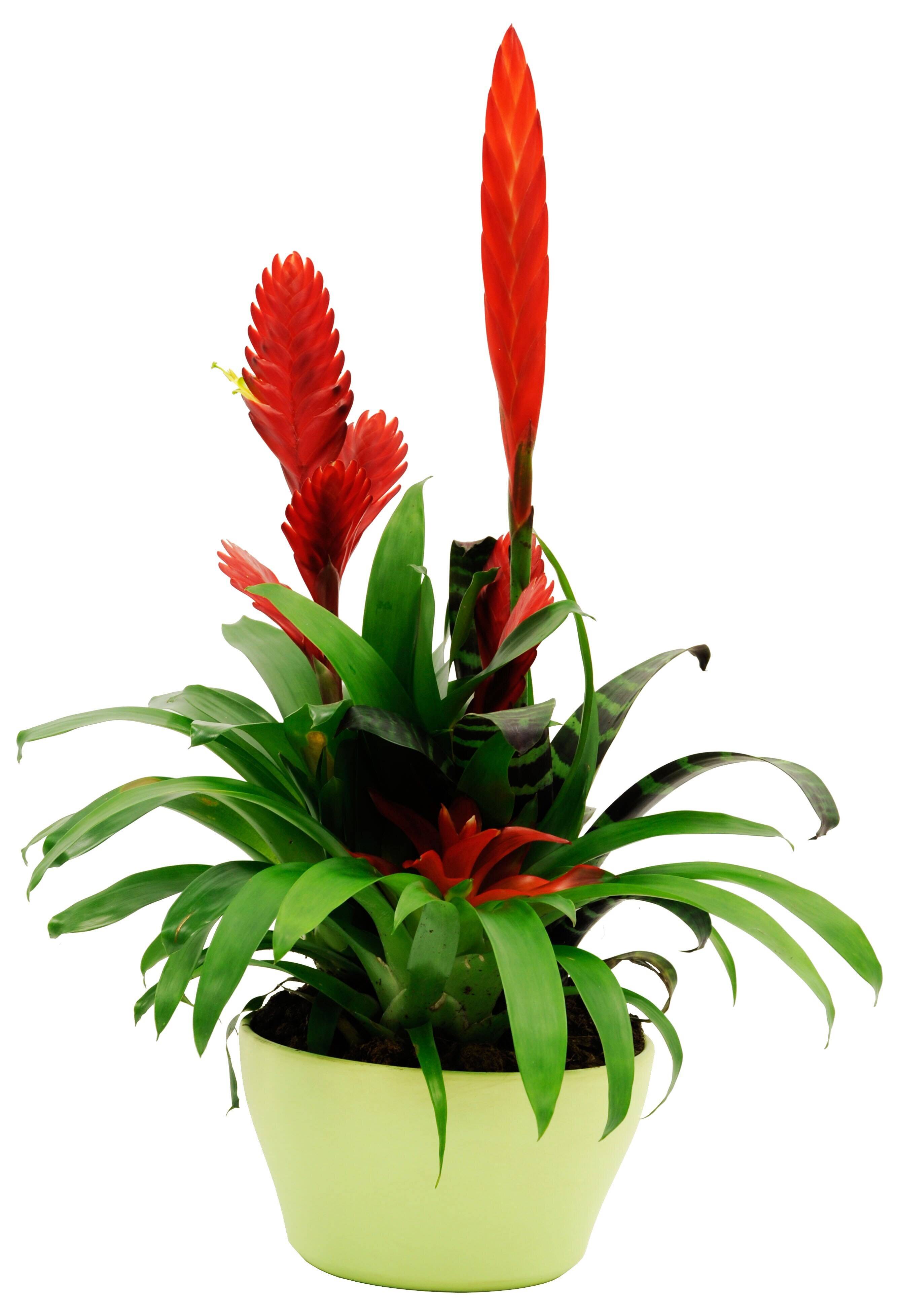 Blume, Pflanze, Blumen-Arrangement, Blatt, Blume, Pflanze, Blumen-Arrangement, Blatt, Blume, Pflanze, Blumen-Arrangement, Blatt, Blume, Pflanze, Blumen-Arrangement, Blatt, Blume, Pflanze, Blumen-Arrangement, Blatt