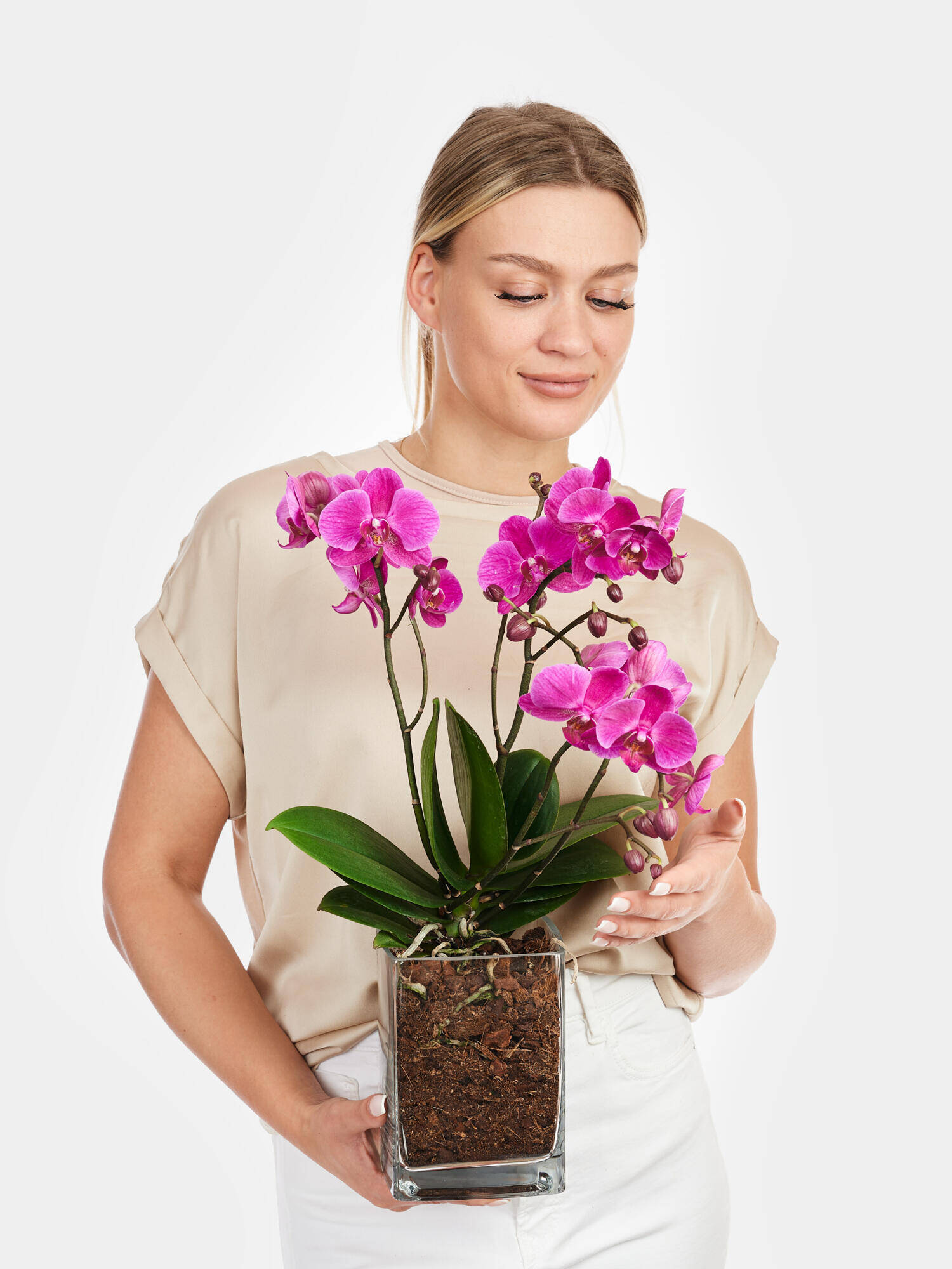 Pinke Orchidee in Vase - Hauptfarbe: Pink