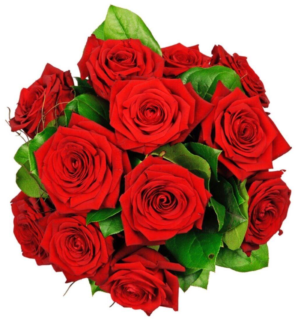 Blume, Pflanze, Rose, Blumen-Arrangement, Blumenstrauß, Blume, Pflanze, Rose, Blumen-Arrangement, Blumenstrauß, Blume, Pflanze, Rose, Blumen-Arrangement, Blumenstrauß, Blume, Pflanze, Rose, Blumen-Arrangement, Blumenstrauß
