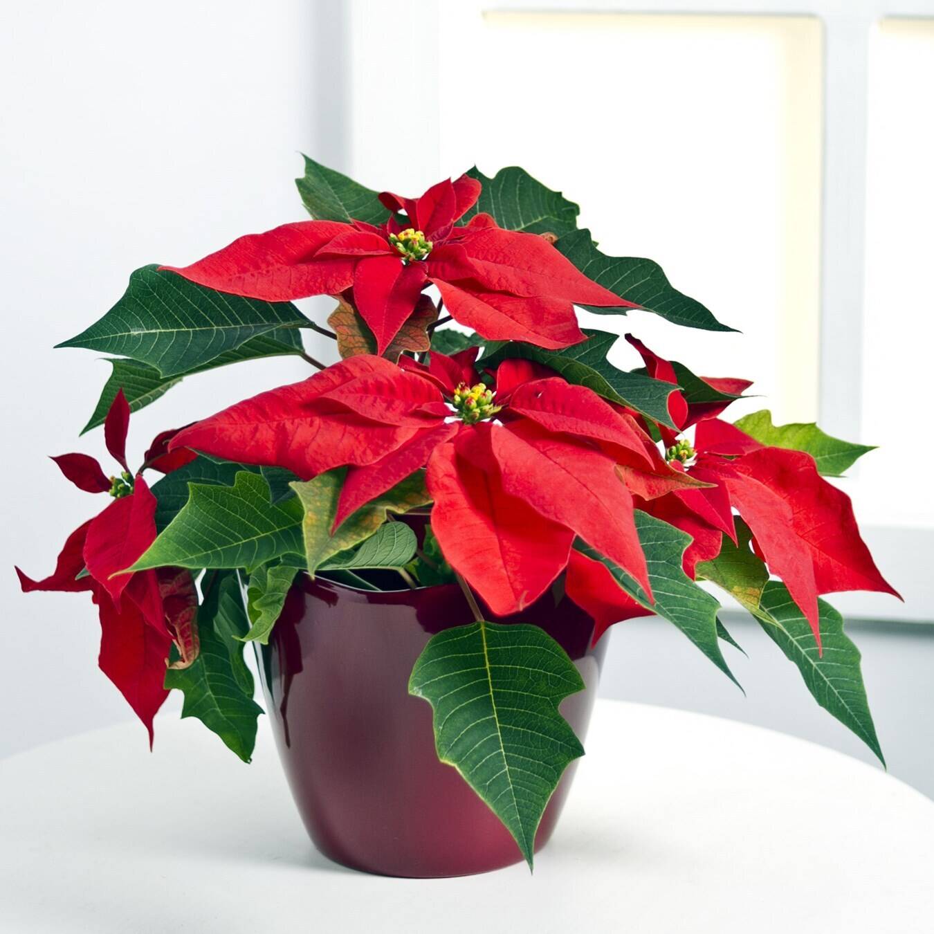 Topfpflanze, Blatt, Blume, Blütenblatt, Blumen-Arrangement, Topfpflanze, Blatt, Blume, Blütenblatt, Blumen-Arrangement, Topfpflanze, Blatt, Blume, Blütenblatt, Blumen-Arrangement, Topfpflanze, Blatt, Blume, Blütenblatt, Blumen-Arrangement