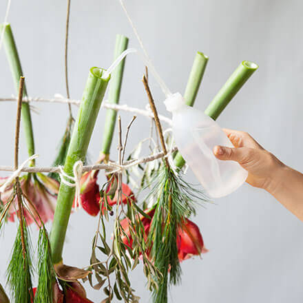 Mit einer Wasserflasche die Amaryllis mit Wasser versorgen.