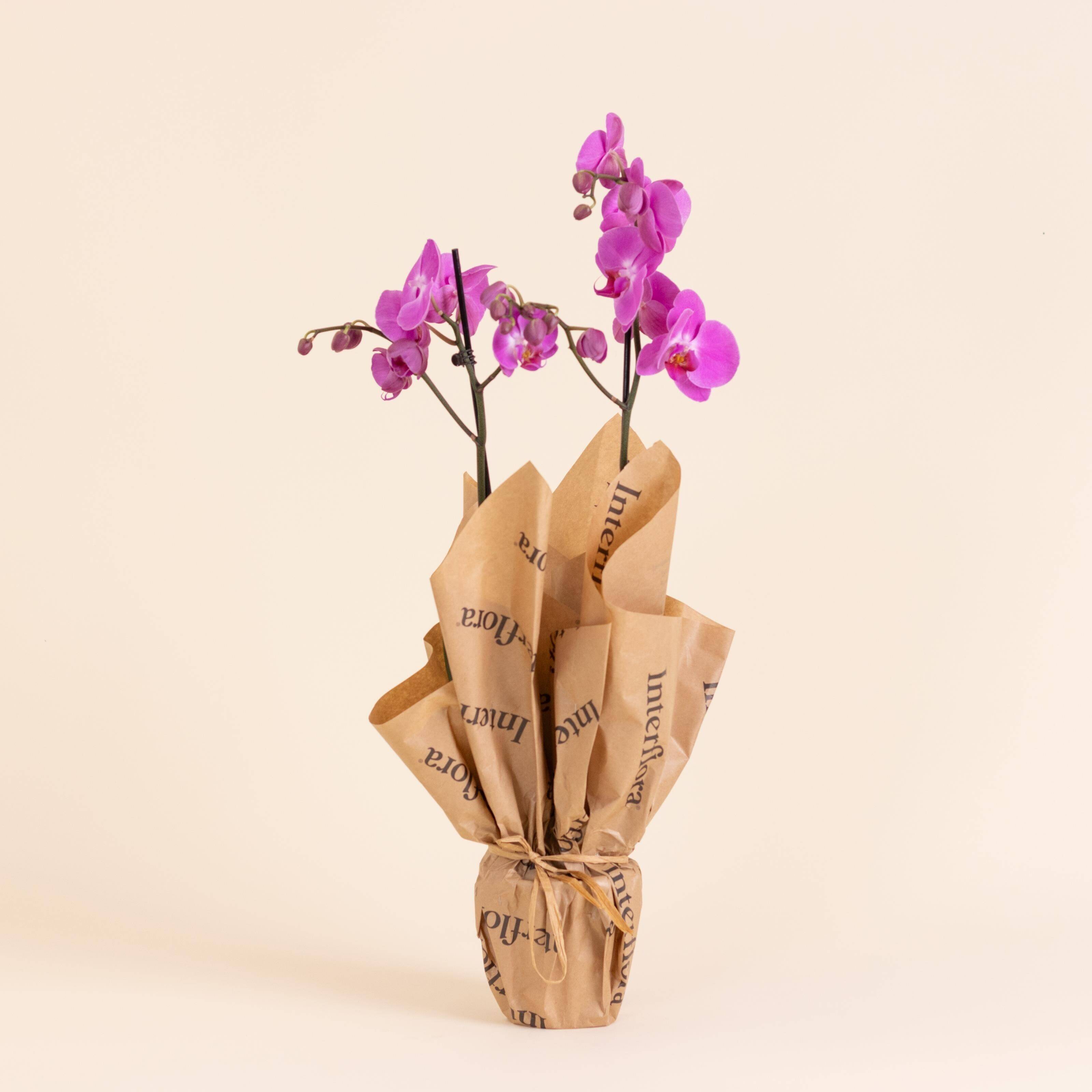 Blume, Blumen-Arrangement, Pflanze, Blumenstrauß, Blütenblatt, Blume, Blumen-Arrangement, Pflanze, Blumenstrauß, Blütenblatt, Blume, Blumen-Arrangement, Pflanze, Blumenstrauß, Blütenblatt, Blume, Blumen-Arrangement, Pflanze, Blumenstrauß, Blütenblatt