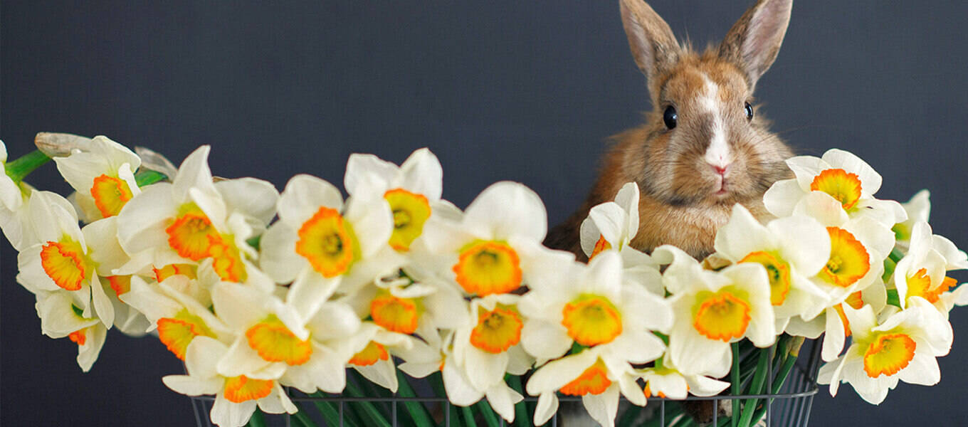 Osterhase mit Narzissen