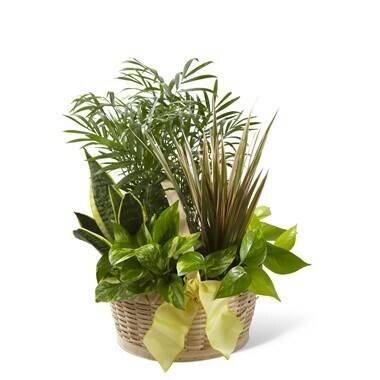 Pflanze, Pflanze im Topf, Blume, Blumen-Arrangement, Blatt, Pflanze, Pflanze im Topf, Blume, Blumen-Arrangement, Blatt, Pflanze, Pflanze im Topf, Blume, Blumen-Arrangement, Blatt, Pflanze, Pflanze im Topf, Blume, Blumen-Arrangement, Blatt