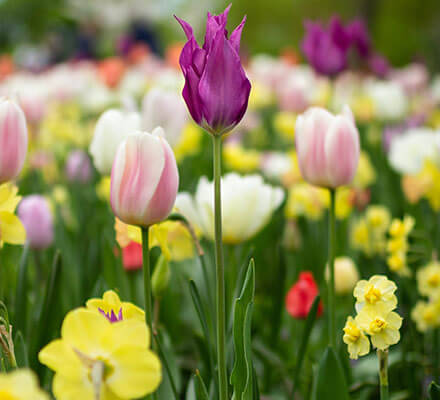 Buntes Tulpenfeld