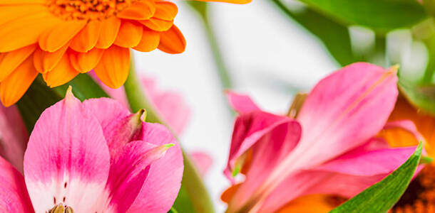 Rosa und Orangefabene Blüten