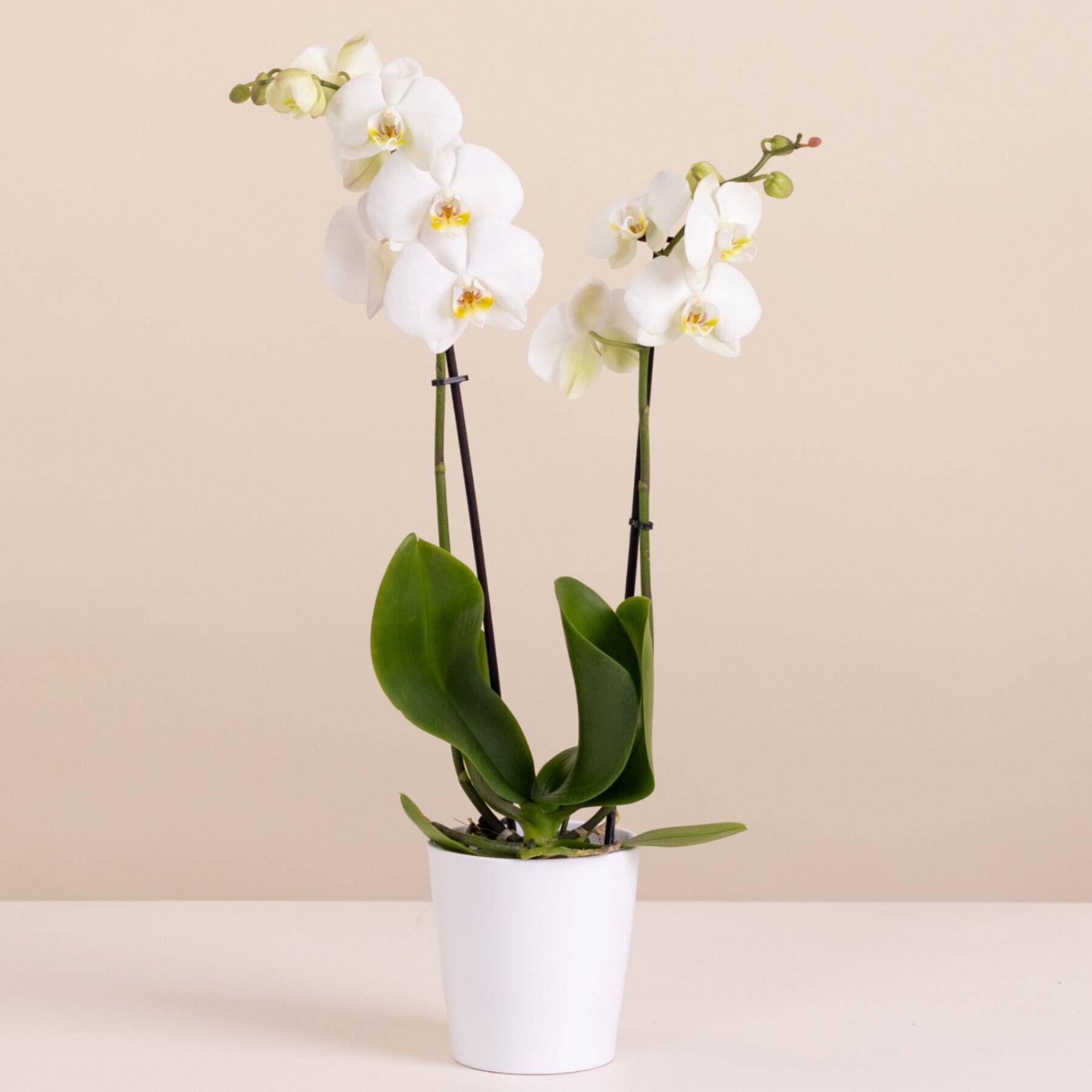 Blume, Pflanze, Blumen-Arrangement, Ikebana, Orchidee, Blume, Pflanze, Blumen-Arrangement, Ikebana, Orchidee, Blume, Pflanze, Blumen-Arrangement, Ikebana, Orchidee, Blume, Pflanze, Blumen-Arrangement, Ikebana, Orchidee