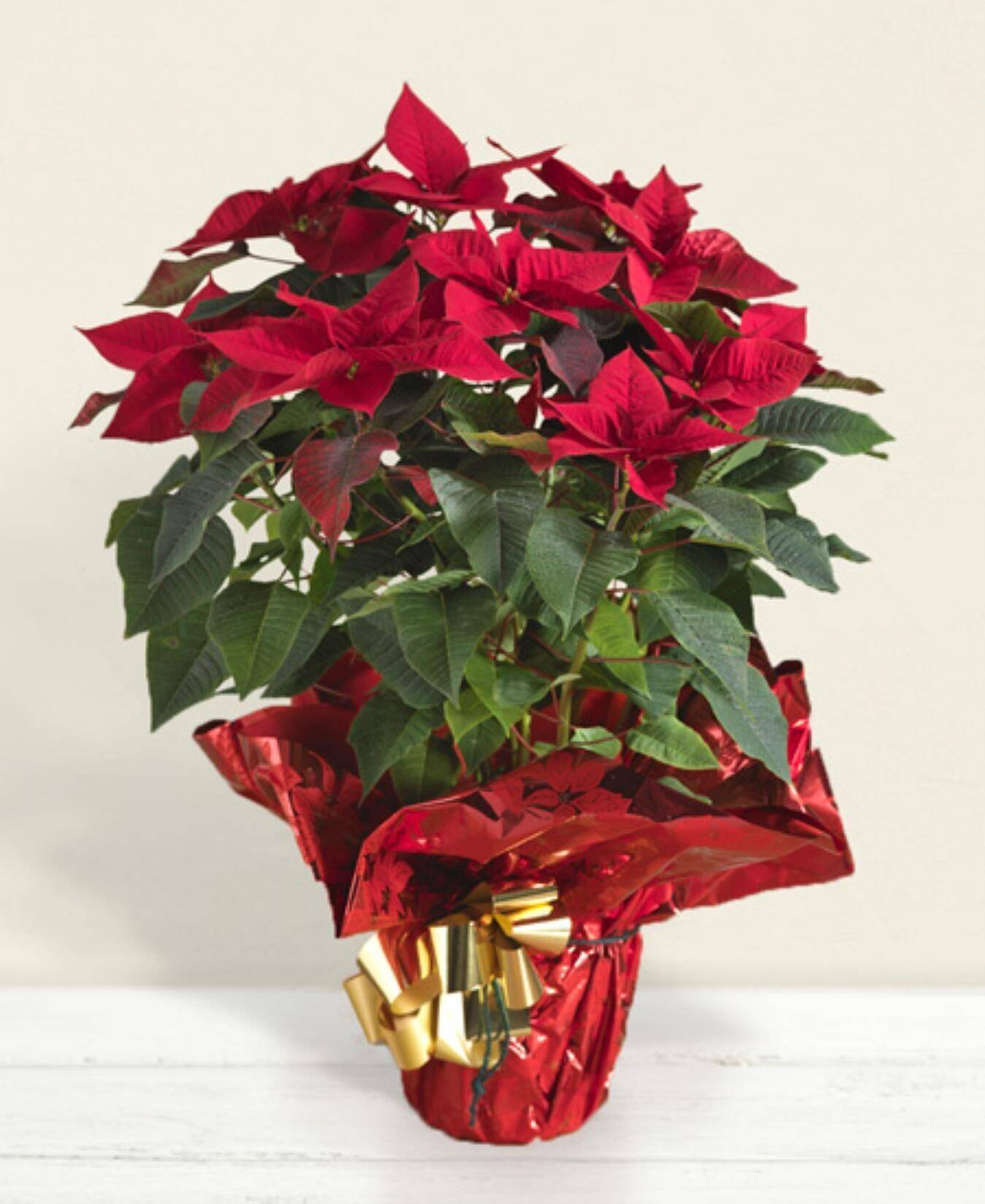 Topfpflanze, Blume, Blumen-Arrangement, Blatt, Blumenstrauß, Topfpflanze, Blume, Blumen-Arrangement, Blatt, Blumenstrauß, Topfpflanze, Blume, Blumen-Arrangement, Blatt, Blumenstrauß, Topfpflanze, Blume, Blumen-Arrangement, Blatt, Blumenstrauß