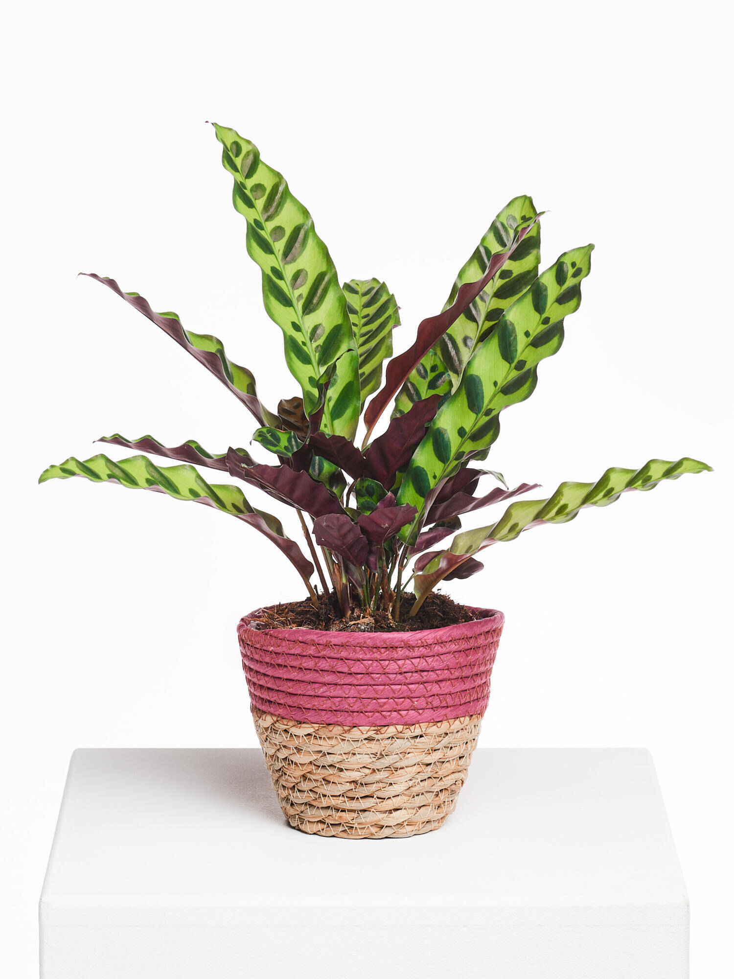 Calathea