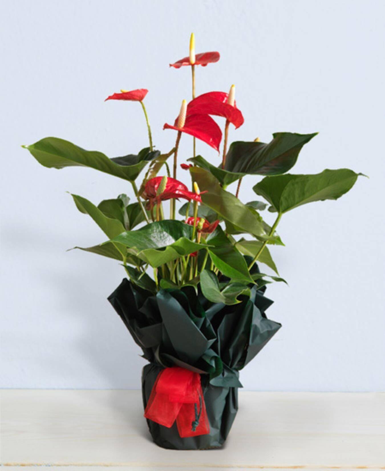 Blume, Blumen-Arrangement, Pflanze, Ikebana, Blumenstrauß, Blume, Blumen-Arrangement, Pflanze, Ikebana, Blumenstrauß, Blume, Blumen-Arrangement, Pflanze, Ikebana, Blumenstrauß, Blume, Blumen-Arrangement, Pflanze, Ikebana, Blumenstrauß