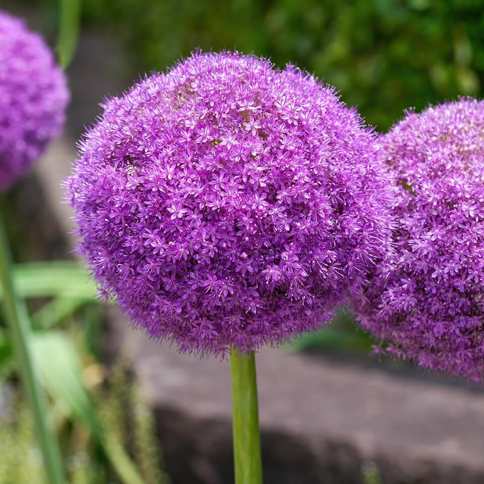 Allium Blüte Giganteum