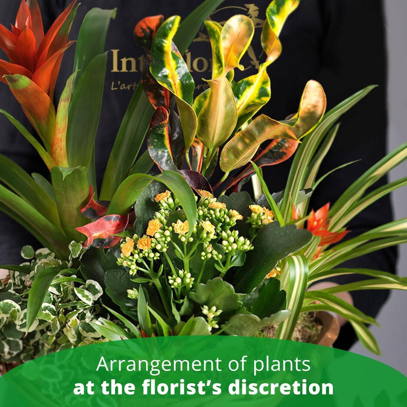 Blume, Blumen-Arrangement, Florales Design, Grafiken, Blumenstrauß, Blume, Blumen-Arrangement, Florales Design, Grafiken, Blumenstrauß, Blume, Blumen-Arrangement, Florales Design, Grafiken, Blumenstrauß