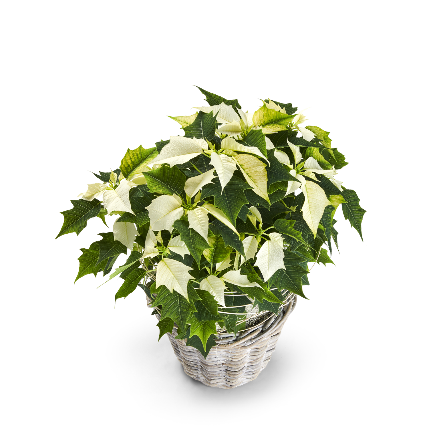 Blatt, Pflanze, Pflanze im Topf, Pflanzgefäß, Blumen-Arrangement, Blatt, Pflanze, Pflanze im Topf, Pflanzgefäß, Blumen-Arrangement, Blatt, Pflanze, Pflanze im Topf, Pflanzgefäß, Blumen-Arrangement