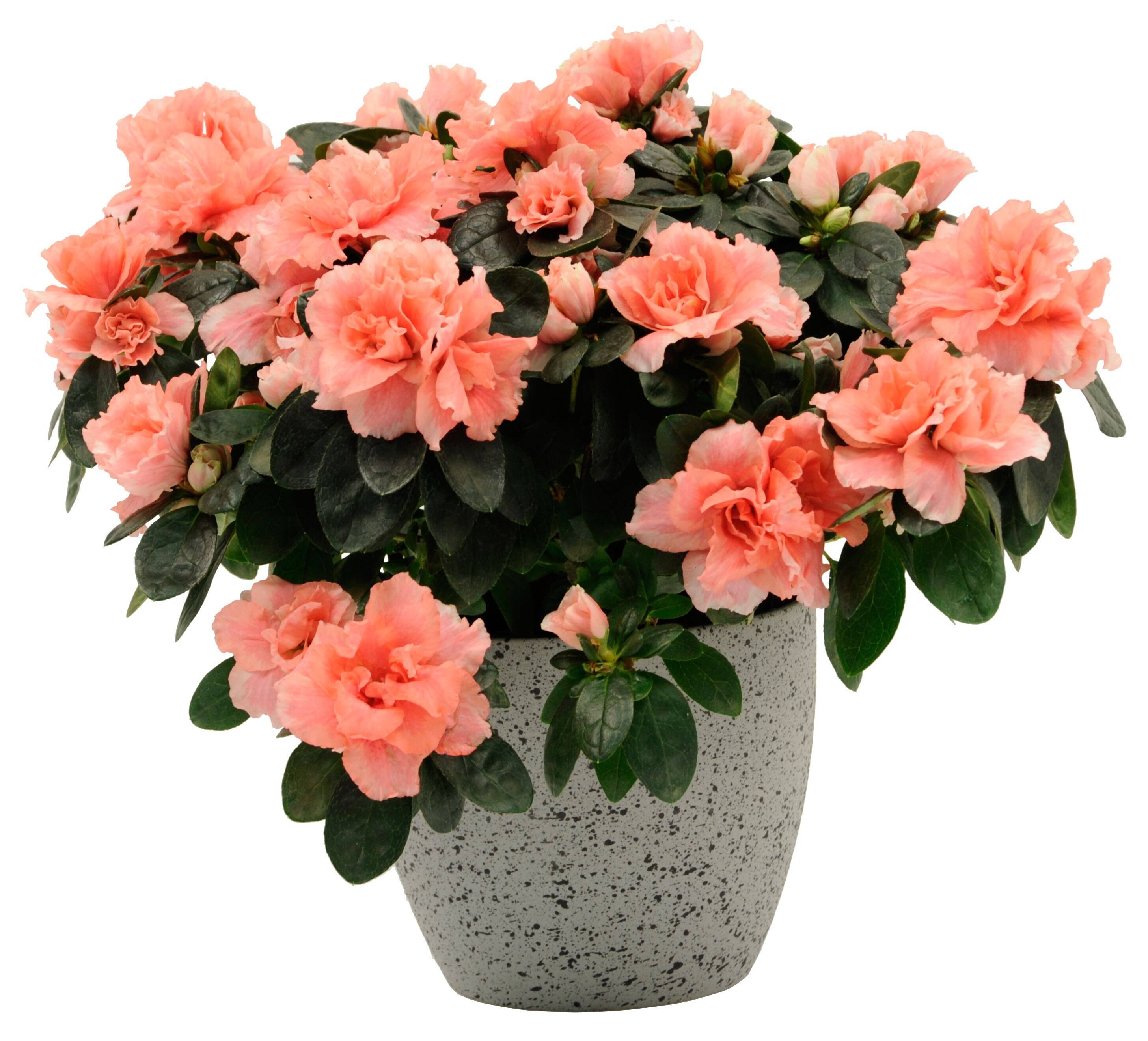 Blume, Geranie, Topfpflanze, Blumen-Arrangement, Nelke, Blume, Geranie, Topfpflanze, Blumen-Arrangement, Nelke, Blume, Geranie, Topfpflanze, Blumen-Arrangement, Nelke, Blume, Geranie, Topfpflanze, Blumen-Arrangement, Nelke