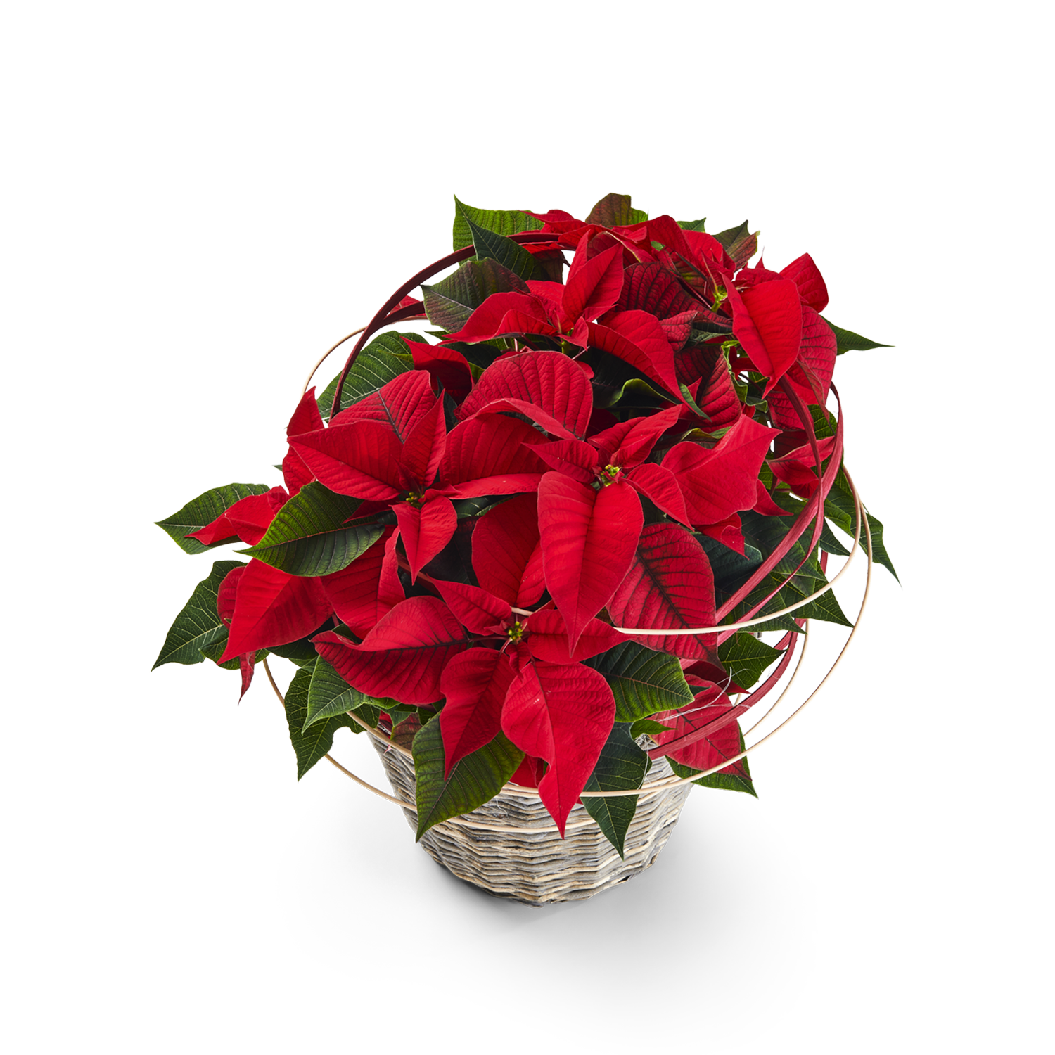 Blume, Blumen-Arrangement, Pflanze, Blumenstrauß, Topfpflanze, Blume, Blumen-Arrangement, Pflanze, Blumenstrauß, Topfpflanze, Blume, Blumen-Arrangement, Pflanze, Blumenstrauß, Topfpflanze,  poinsettia,  rote blätter, korb, zimmerpflanze, laubwerk