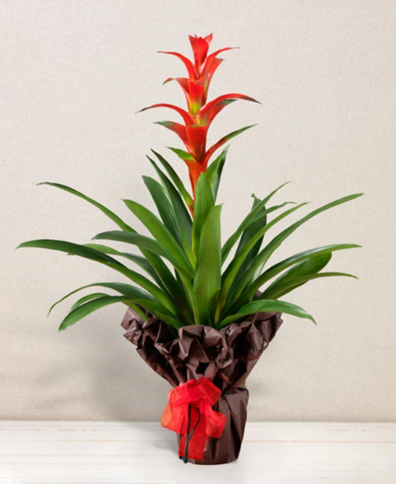 Blume, Pflanze, rote Blüten, Topfpflanze, Geschenk, blume, pflanze, orange/rot, grüne blätter, verpackung, Blume, Pflanze, rote Blüte, grüne Blätter, Topfpflanze