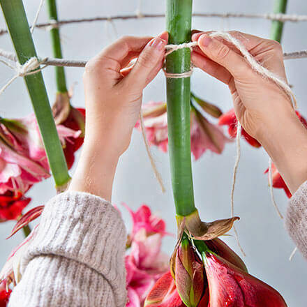 Die Amaryllis mit den Jutekordeln an dem Metallring befestigen.