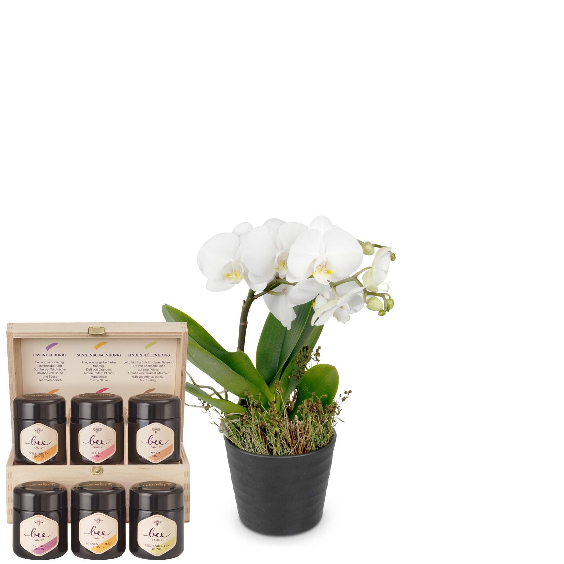 orchidee, phalaenopsis, weiße orchid**, Topfpflanze, ätherische öle set, Orchidee, Phalaenopsis, weiße Orchidee, Topf, Öle-Set