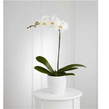 Blume, Pflanze, Blumen-Arrangement, Orchidee, Ikebana, Blume, Pflanze, Blumen-Arrangement, Orchidee, Ikebana, Blume, Pflanze, Blumen-Arrangement, Orchidee, Ikebana, Blume, Pflanze, Blumen-Arrangement, Orchidee, Ikebana