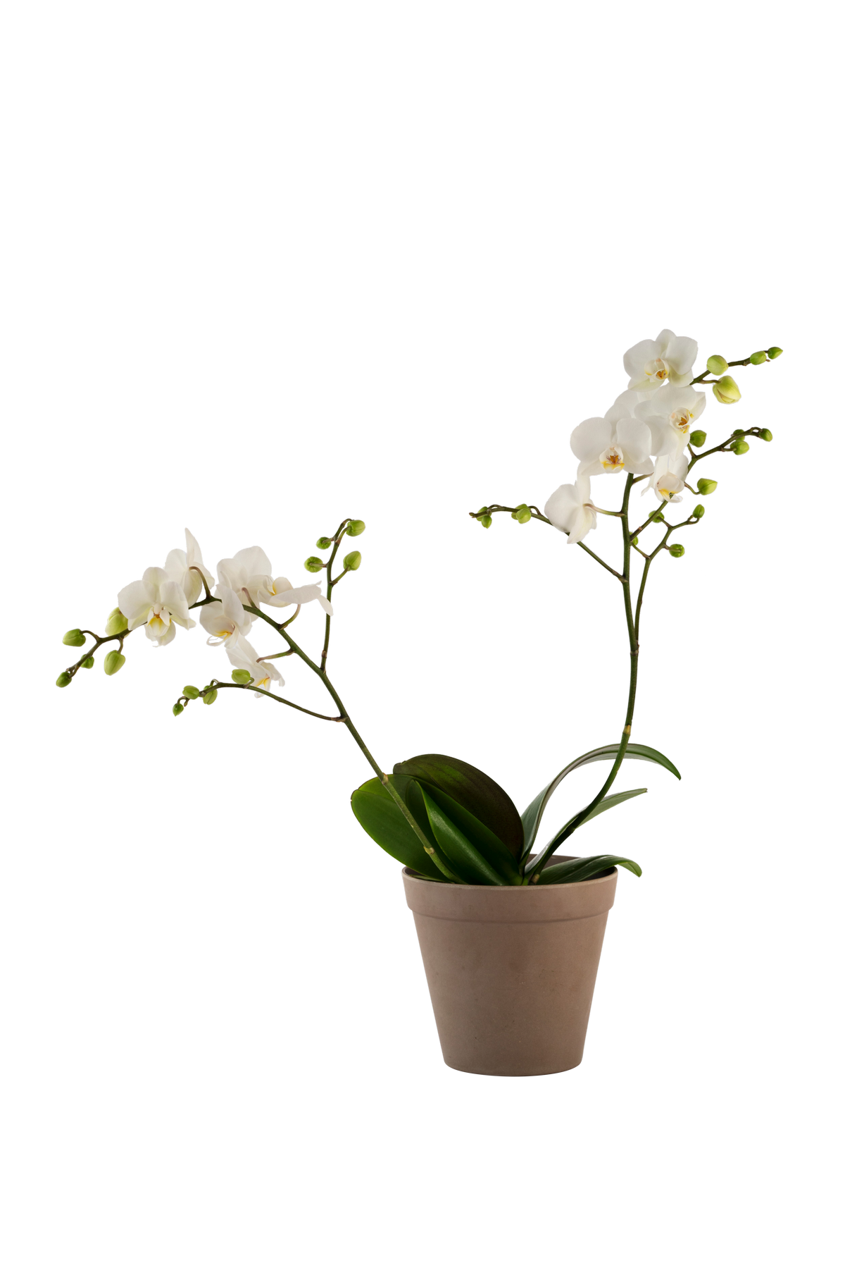Orchid White 242678