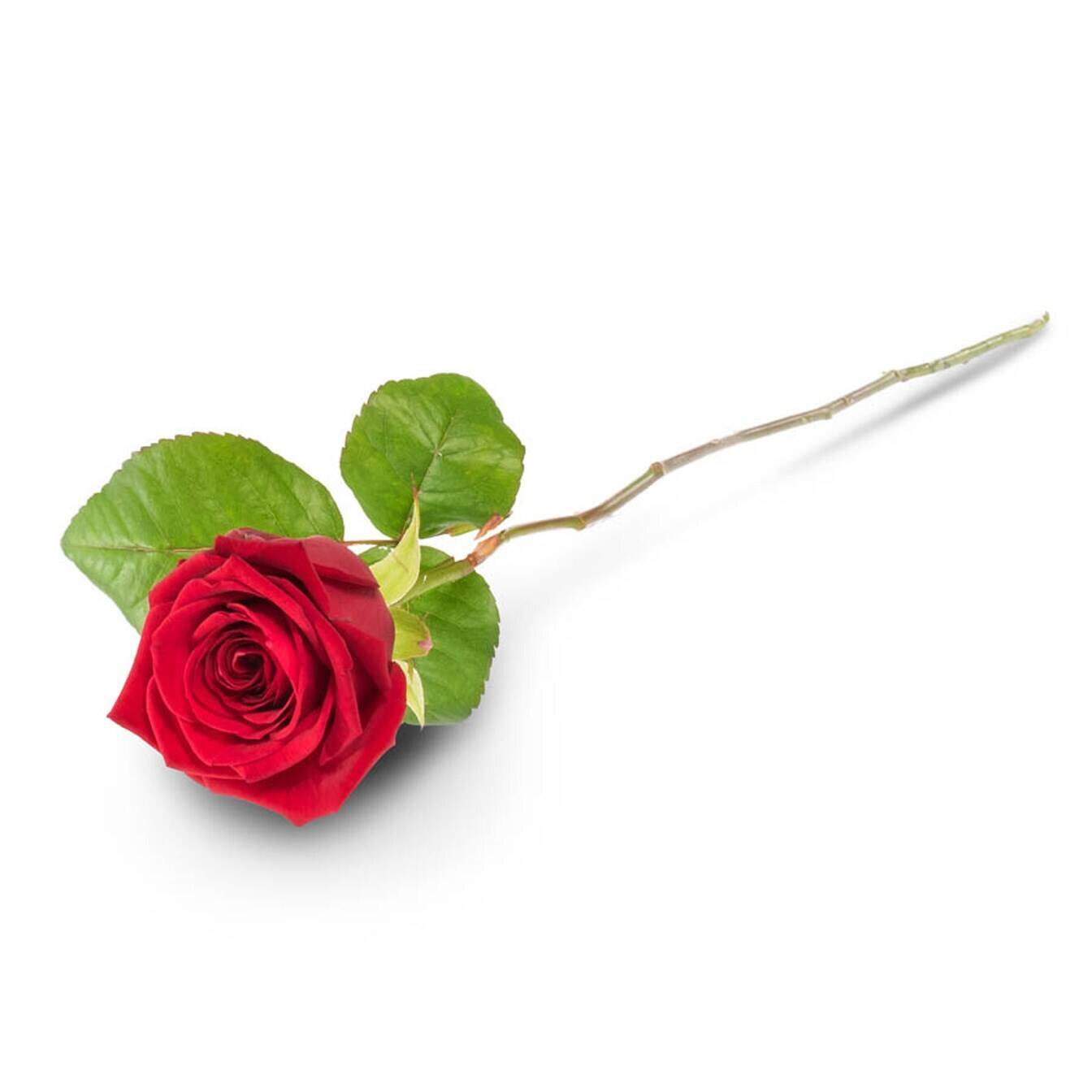 Blume, Pflanze, Rose, Blume, Pflanze, Rose, Blume, Pflanze, Rose, Blume, Pflanze, Rose, Blume, Pflanze, Rose, Blume, Pflanze, Rose, Blume, Pflanze, Rose, Blume, Pflanze, Rose, Blume, Pflanze, Rose, Blume, Pflanze, Rose, Blume, Pflanze, Rose