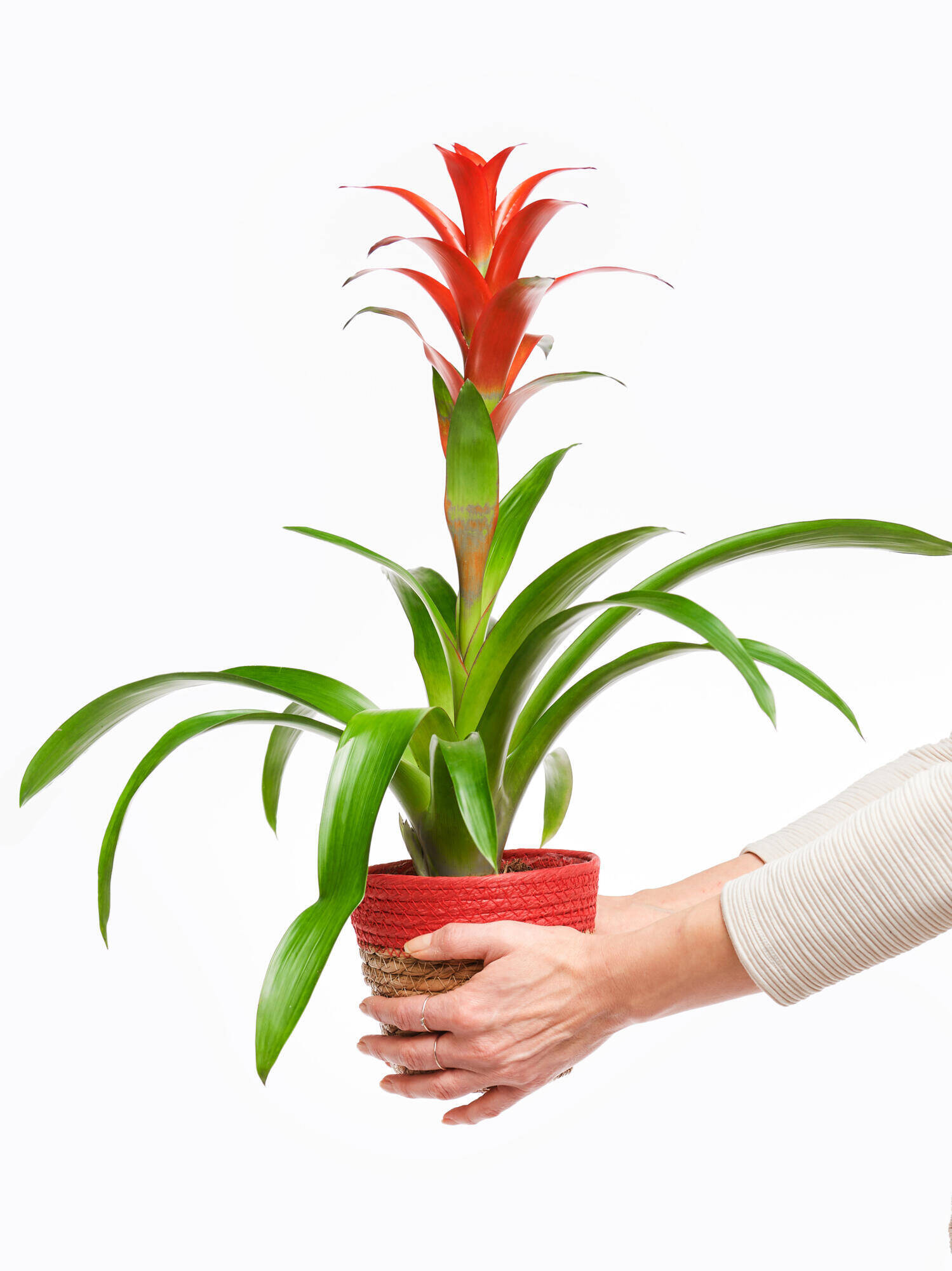 Guzmania