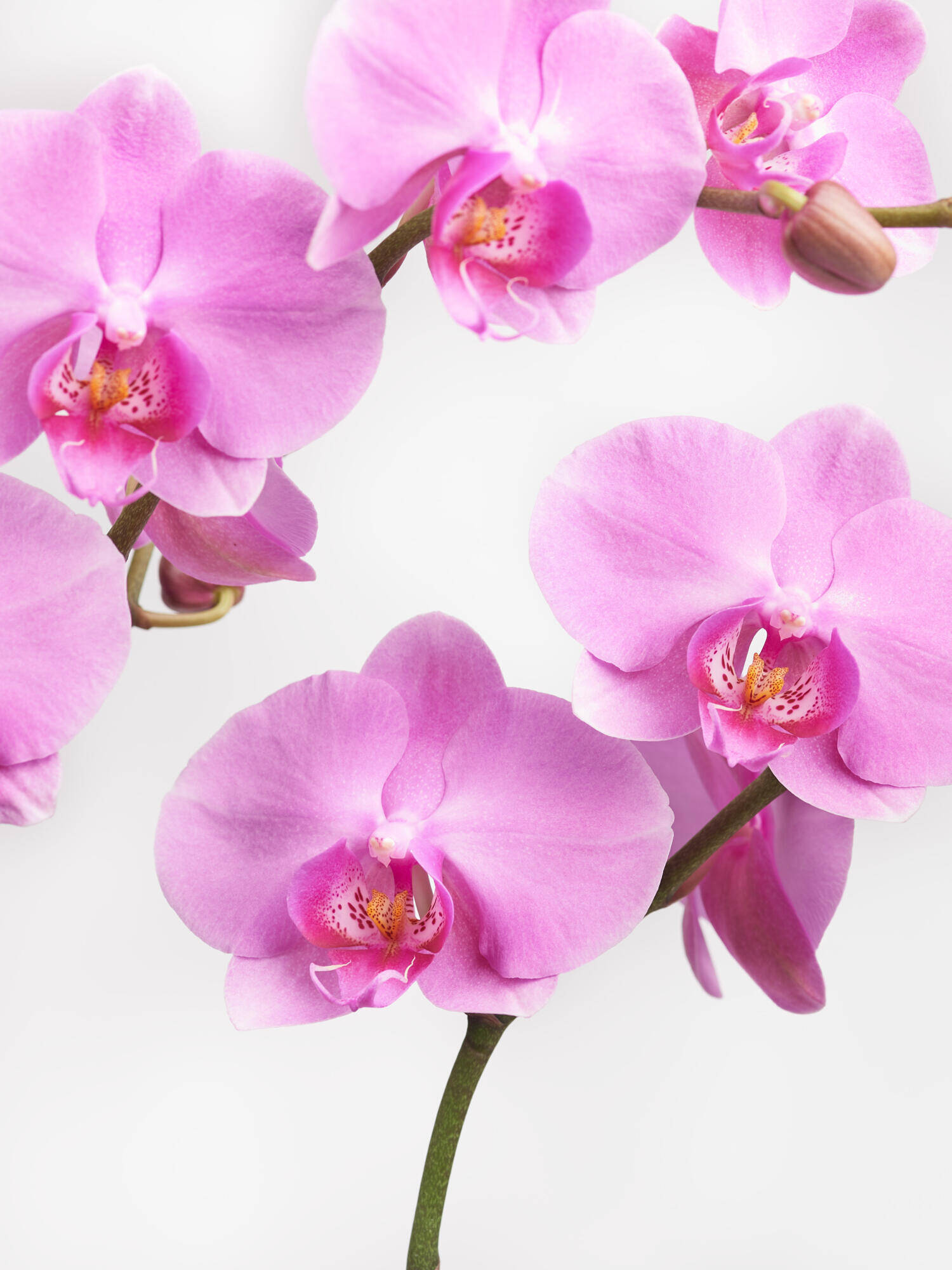 Pinke Orchidee in Vase mit Flachs