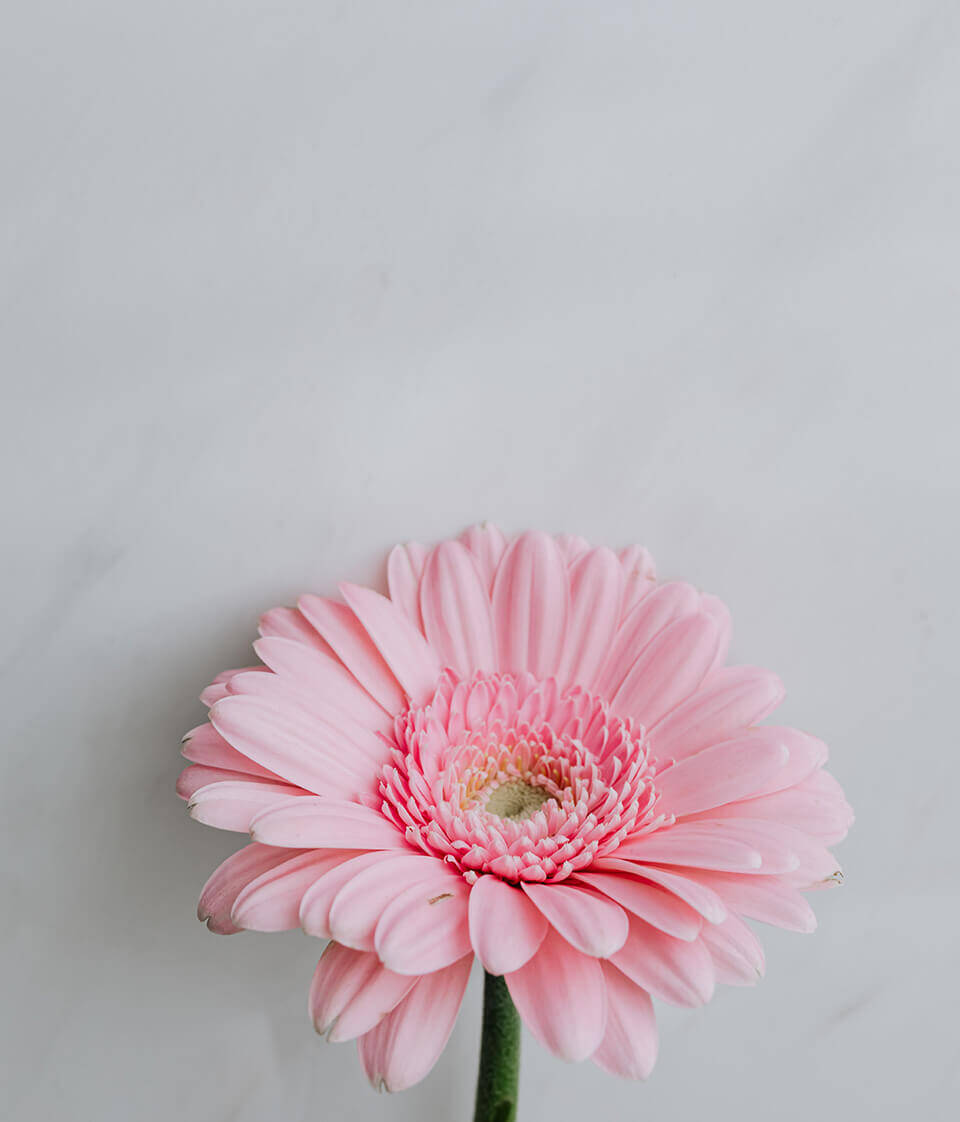 Gerbera in Rosa