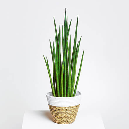 Bild einer Sansevieria Pflanze