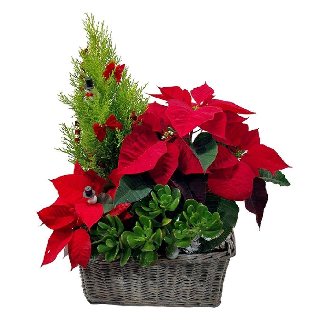 Pflanze, Pflanze im Topf, Pflanzgefäß, Blume, Blumen-Arrangement, Pflanze, Pflanze im Topf, Pflanzgefäß, Blume, Blumen-Arrangement, Pflanze, Pflanze im Topf, Pflanzgefäß, Blume, Blumen-Arrangement,  poinsettia, korbpflanze, grün, rote blätter, pflanzen