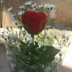 Blume, Blumen-Arrangement, Rose, Blumenstrauß, Topfpflanze, Blume, Blumen-Arrangement, Rose, Blumenstrauß, Topfpflanze, Blume, Blumen-Arrangement, Rose, Blumenstrauß, Topfpflanze, Blume, Blumen-Arrangement, Rose, Blumenstrauß, Topfpflanze