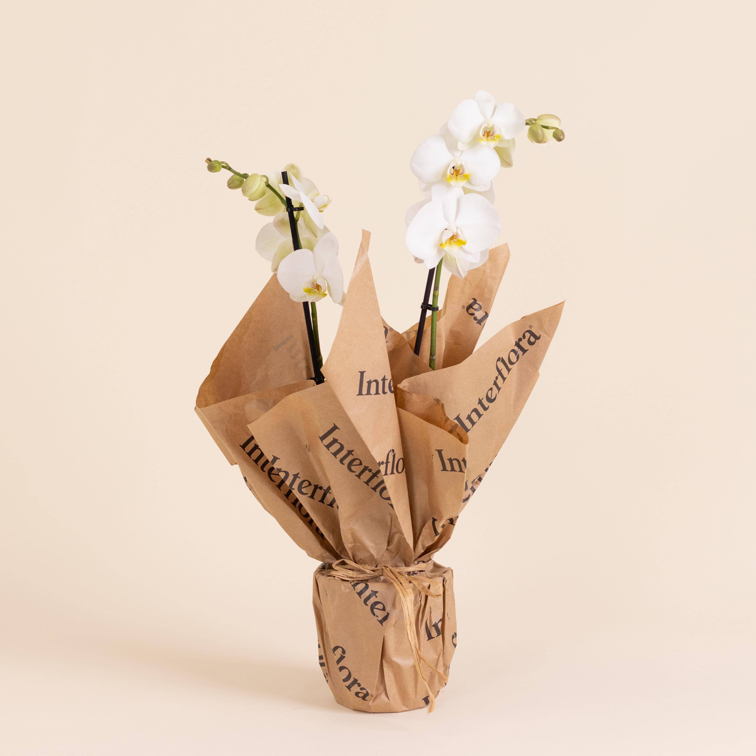 Blume, Blumen-Arrangement, Pflanze, Blumenstrauß, Blume, Blumen-Arrangement, Pflanze, Blumenstrauß, Blume, Blumen-Arrangement, Pflanze, Blumenstrauß, Blume, Blumen-Arrangement, Pflanze, Blumenstrauß, Blume, Blumen-Arrangement, Pflanze, Blumenstrauß
