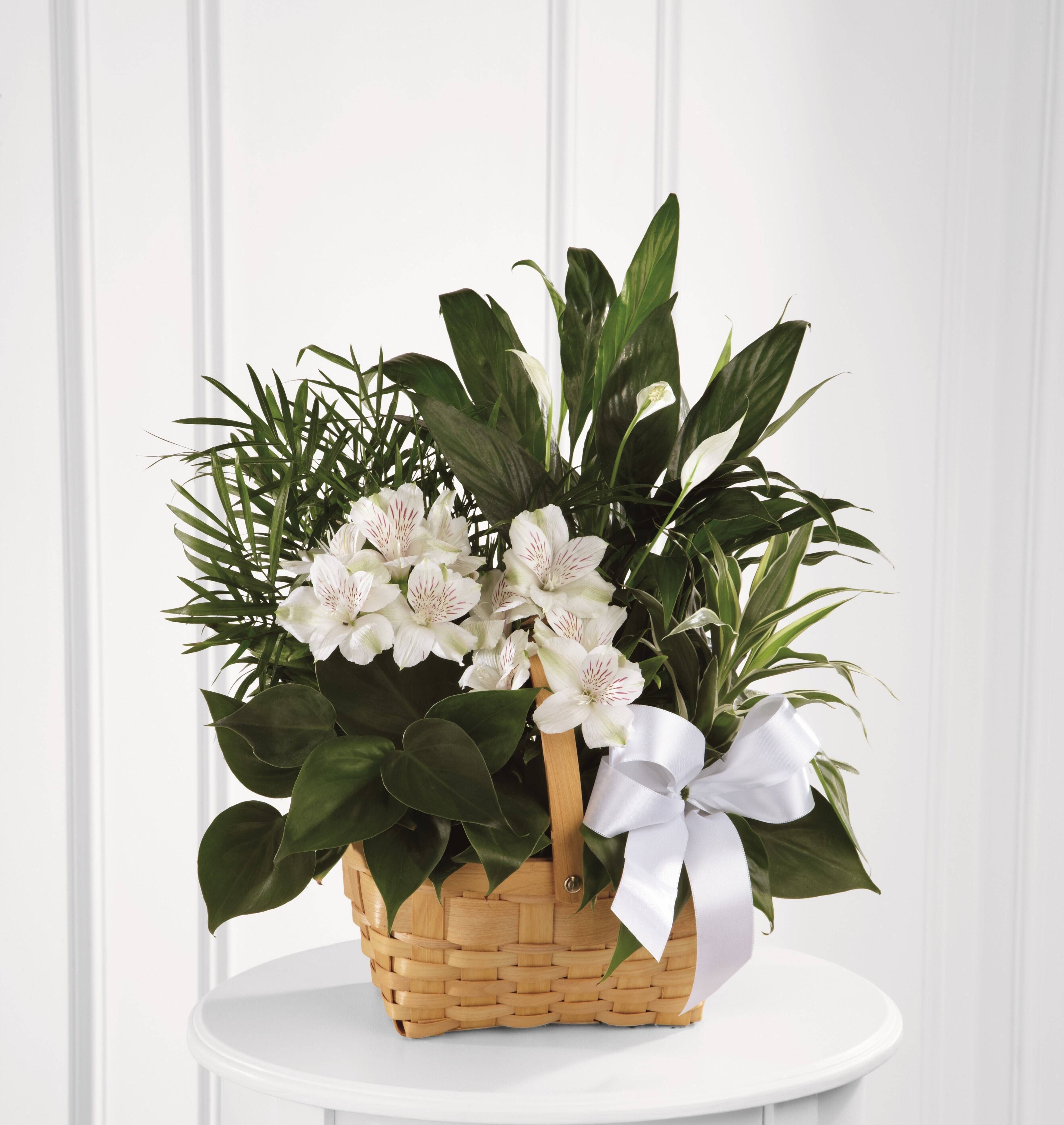 Blume, Blumen-Arrangement, Pflanze, Blumenstrauß, Blume, Blumen-Arrangement, Pflanze, Blumenstrauß, Blume, Blumen-Arrangement, Pflanze, Blumenstrauß, Blume, Blumen-Arrangement, Pflanze, Blumenstrauß, Blume, Blumen-Arrangement, Pflanze, Blumenstrauß
