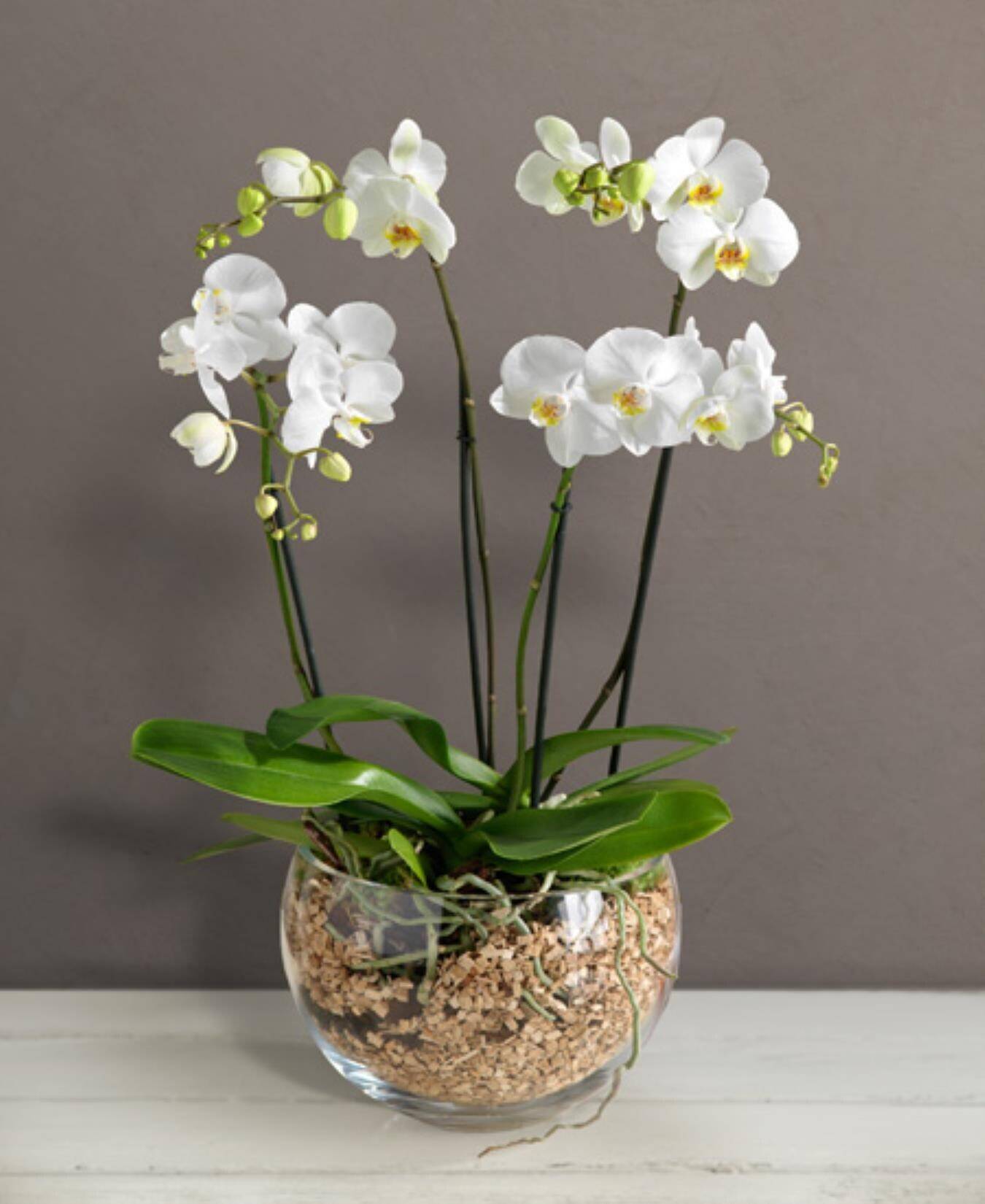 orchidee, Phalaenopsis, weiße Orchidee, Glasvase, Kiessubstrat, orchidee, Phalaenopsis, weiß, Topfpflanze, Glasvase, Orchidee, Phalaenopsis, weiße Orchidee, Glasgefäß,  Kieselsubstrat