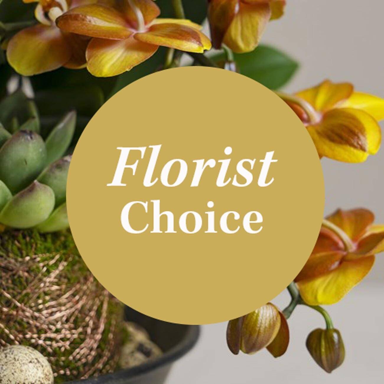 Blume, Pflanze, Blütenblatt, Blumen-Arrangement, Blume, Pflanze, Blütenblatt, Blumen-Arrangement, Blume, Pflanze, Blütenblatt, Blumen-Arrangement, Blume, Pflanze, Blütenblatt, Blumen-Arrangement, Blume, Pflanze, Blütenblatt, Blumen-Arrangement
