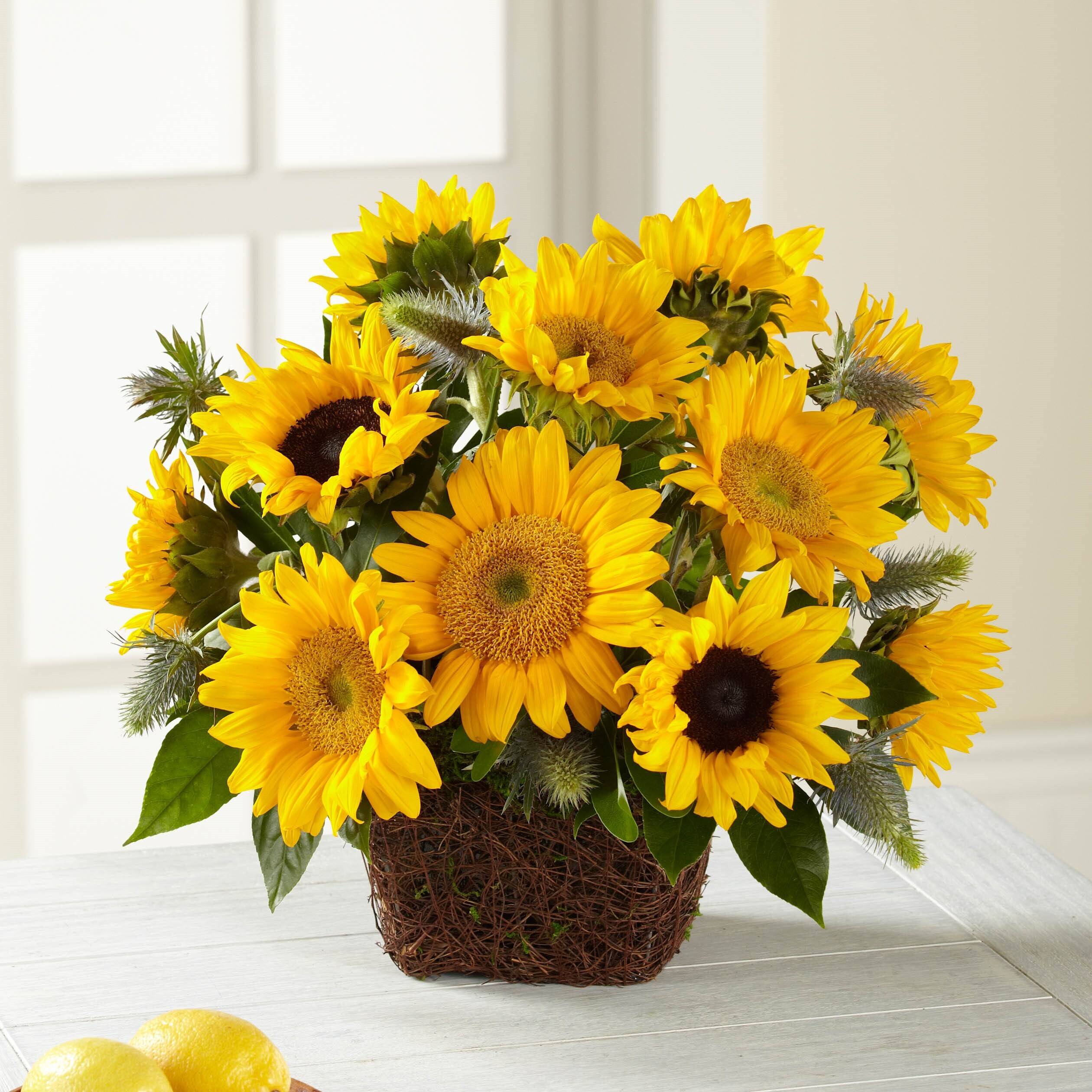 Blume, Blumen-Arrangement, Pflanze, Blumenstrauß, Sonnenblume, Blume, Blumen-Arrangement, Pflanze, Blumenstrauß, Sonnenblume, Blume, Blumen-Arrangement, Pflanze, Blumenstrauß, Sonnenblume, Blume, Blumen-Arrangement, Pflanze, Blumenstrauß, Sonnenblume