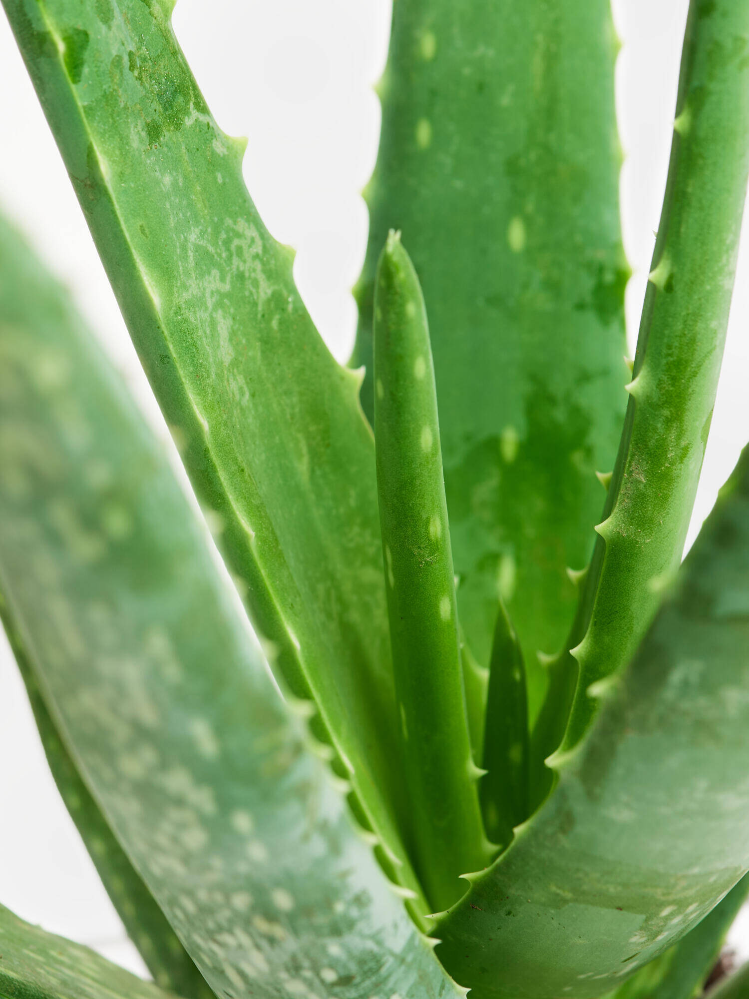 Echte Aloe in Vase