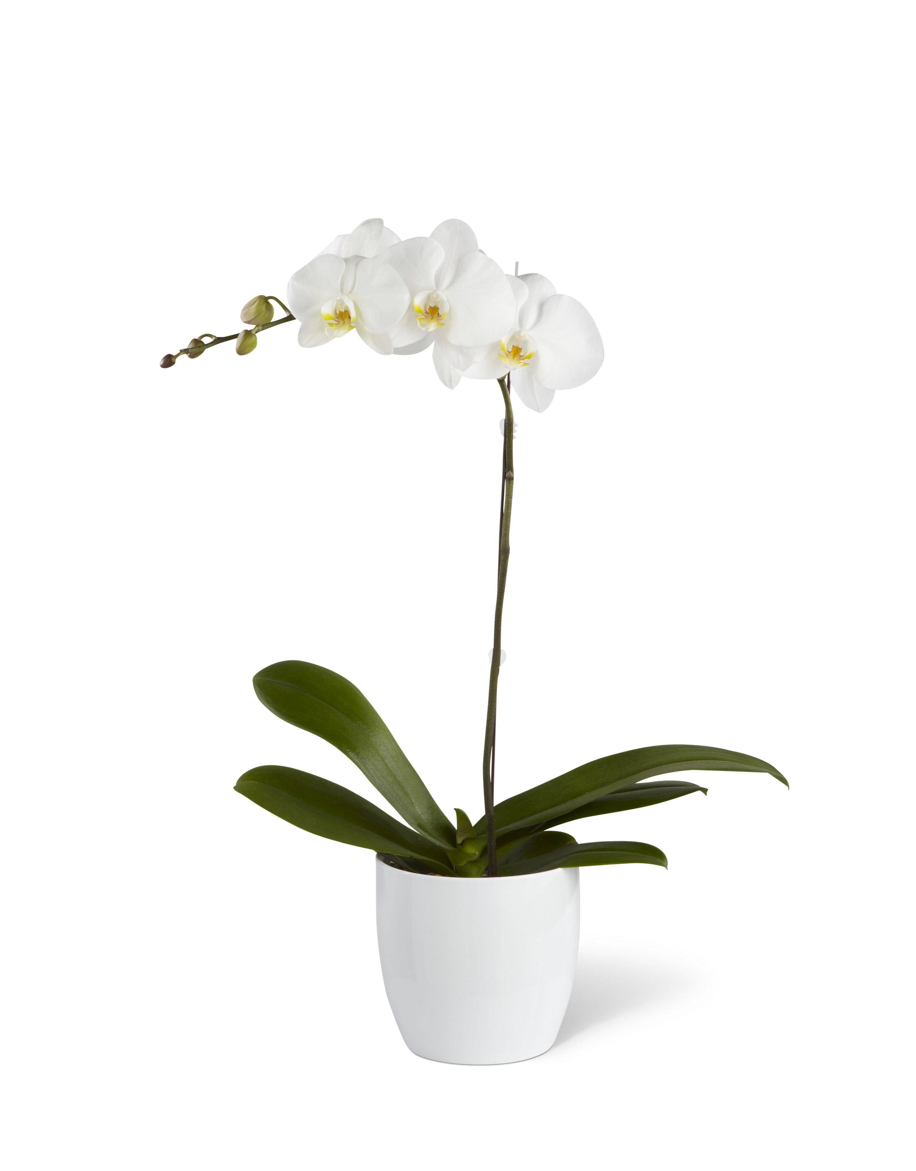 Blume, Pflanze, Orchidee, Blumen-Arrangement, Blume, Pflanze, Orchidee, Blumen-Arrangement, Blume, Pflanze, Orchidee, Blumen-Arrangement, Blume, Pflanze, Orchidee, Blumen-Arrangement, Blume, Pflanze, Orchidee, Blumen-Arrangement