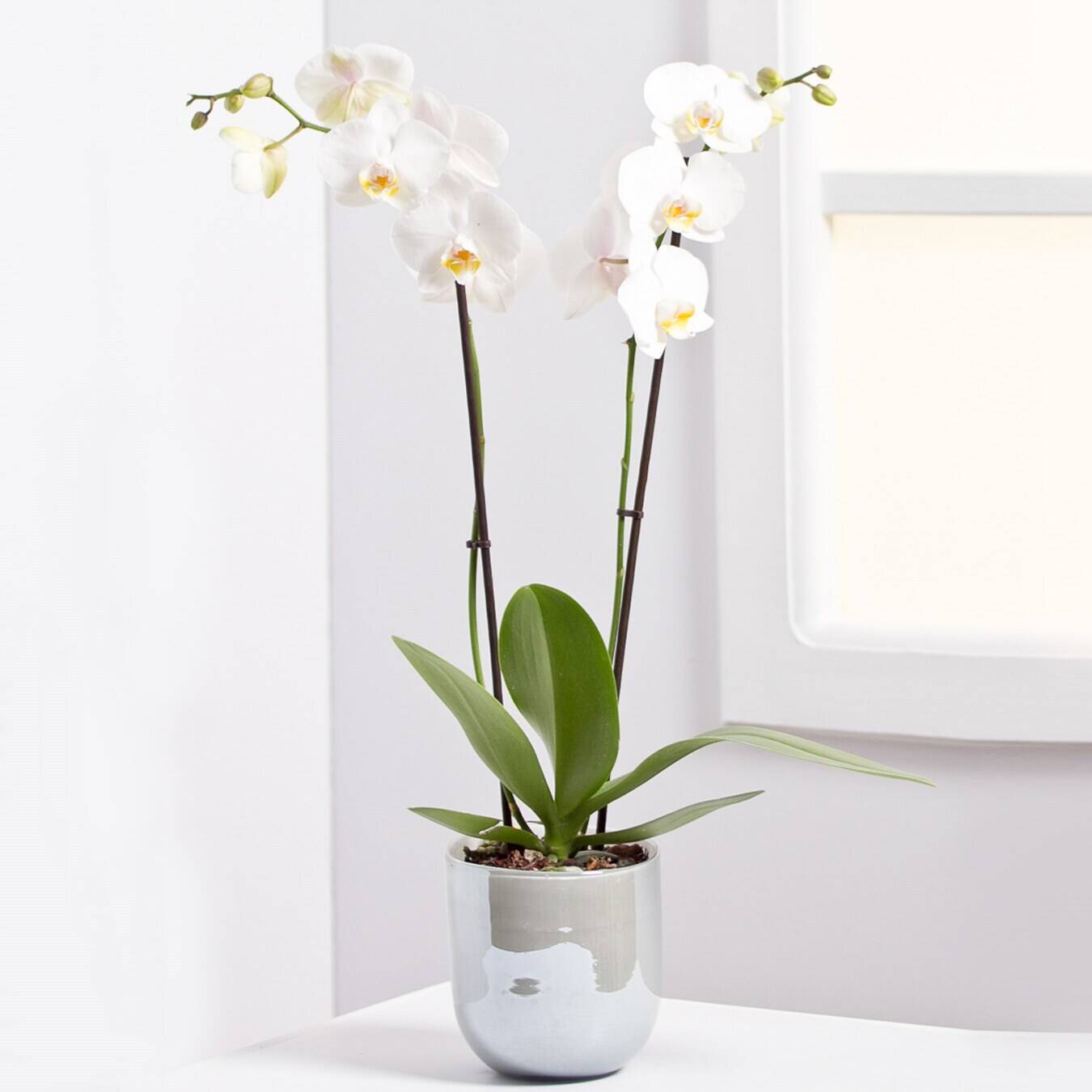Blume, Pflanze, Blumen-Arrangement, Ikebana, Orchidee, Blume, Pflanze, Blumen-Arrangement, Ikebana, Orchidee, Blume, Pflanze, Blumen-Arrangement, Ikebana, Orchidee, Blume, Pflanze, Blumen-Arrangement, Ikebana, Orchidee