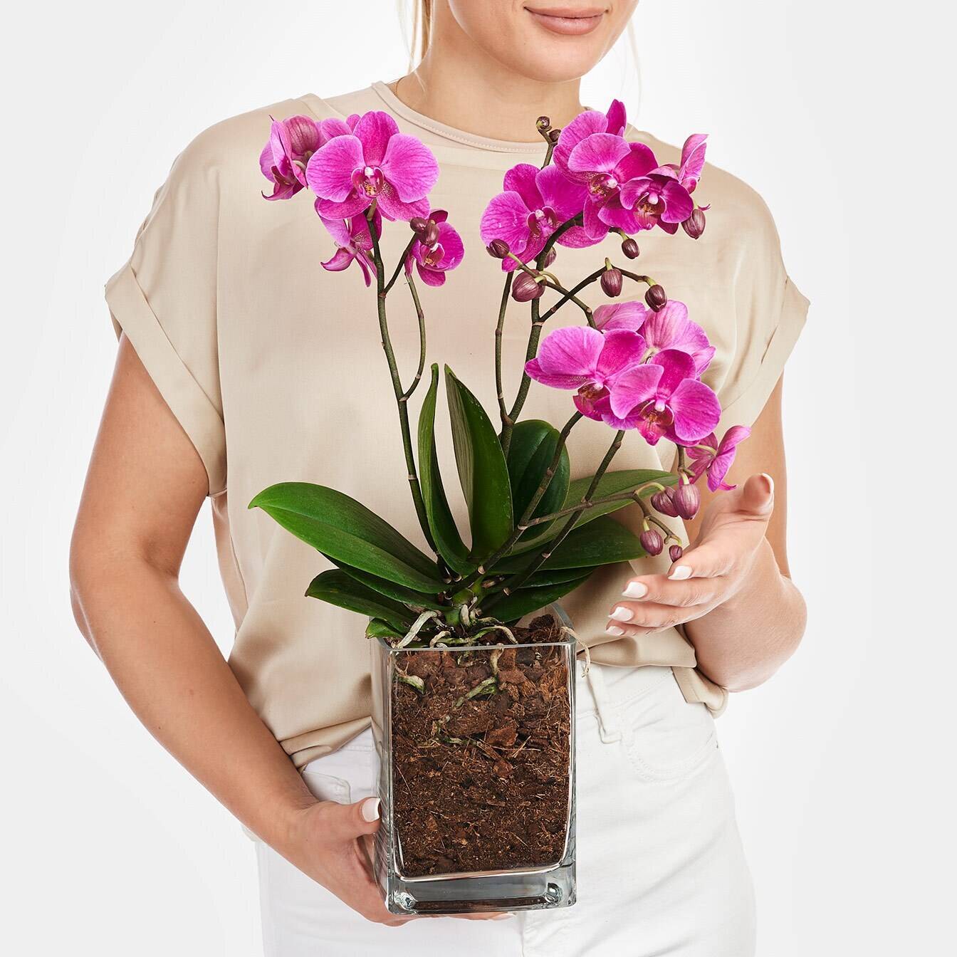 Blume, Blumen-Arrangement, Pflanze, Blumenstrauß, Blume, Blumen-Arrangement, Pflanze, Blumenstrauß, Blume, Blumen-Arrangement, Pflanze, Blumenstrauß, Blume, Blumen-Arrangement, Pflanze, Blumenstrauß, Blume, Blumen-Arrangement, Pflanze, Blumenstrauß