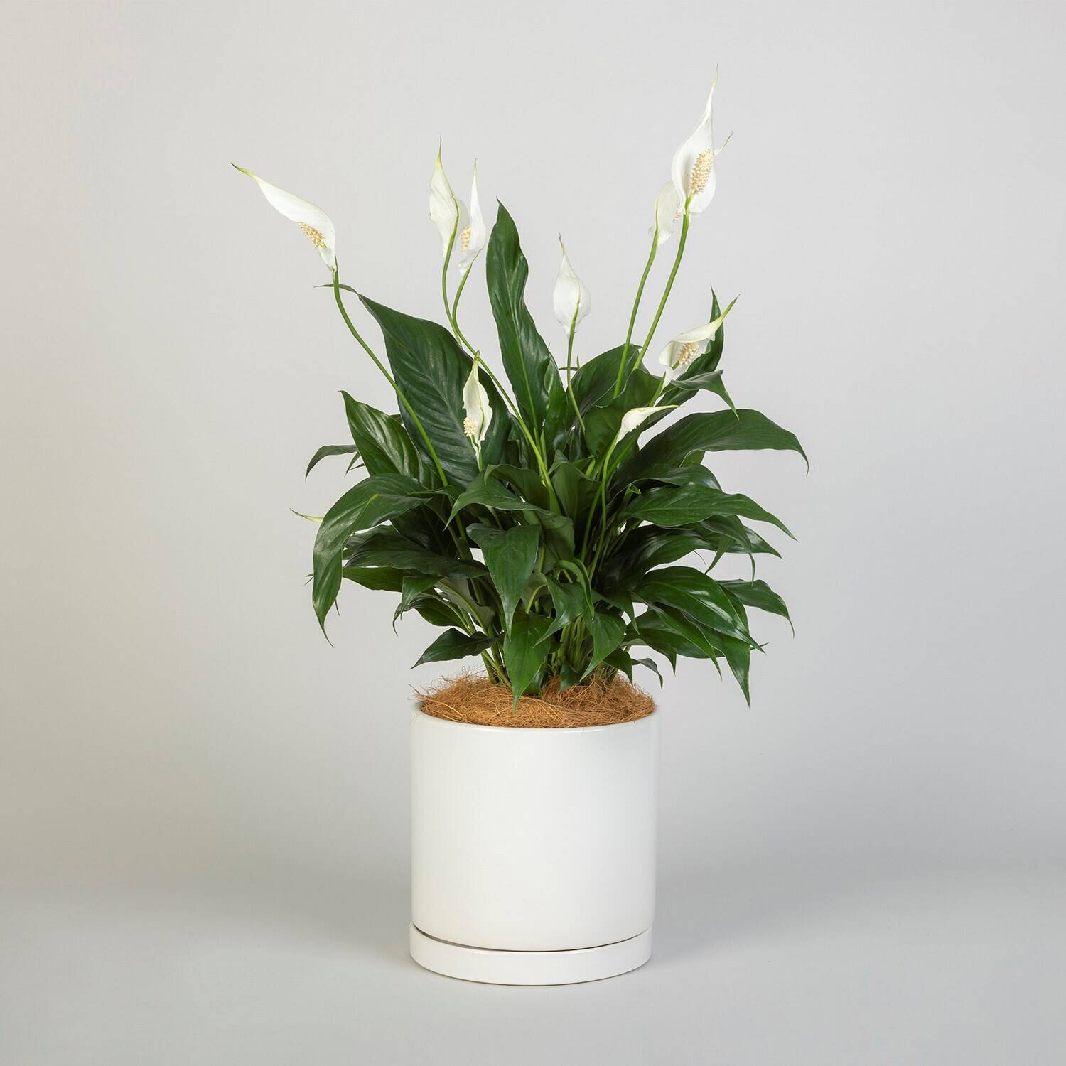 Pflanze, Blume, Topfpflanze, Blumen-Arrangement, Pflanze, Blume, Topfpflanze, Blumen-Arrangement, Pflanze, Blume, Topfpflanze, Blumen-Arrangement, Pflanze, Blume, Topfpflanze, Blumen-Arrangement, Pflanze, Blume, Topfpflanze, Blumen-Arrangement