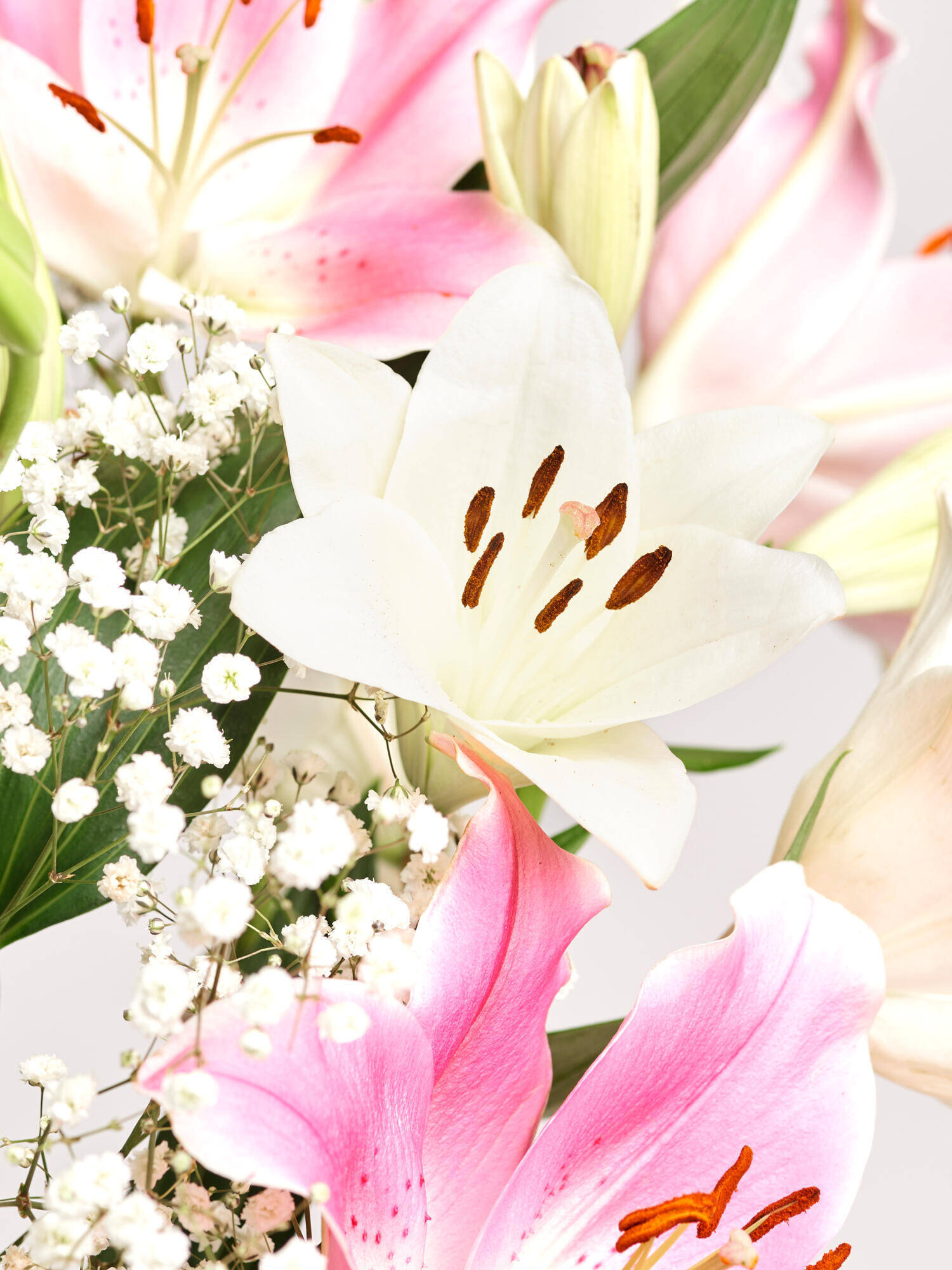 Cotton Candy - Hauptblüte: Lilien - Hauptfarbe: Rosa, Weiß