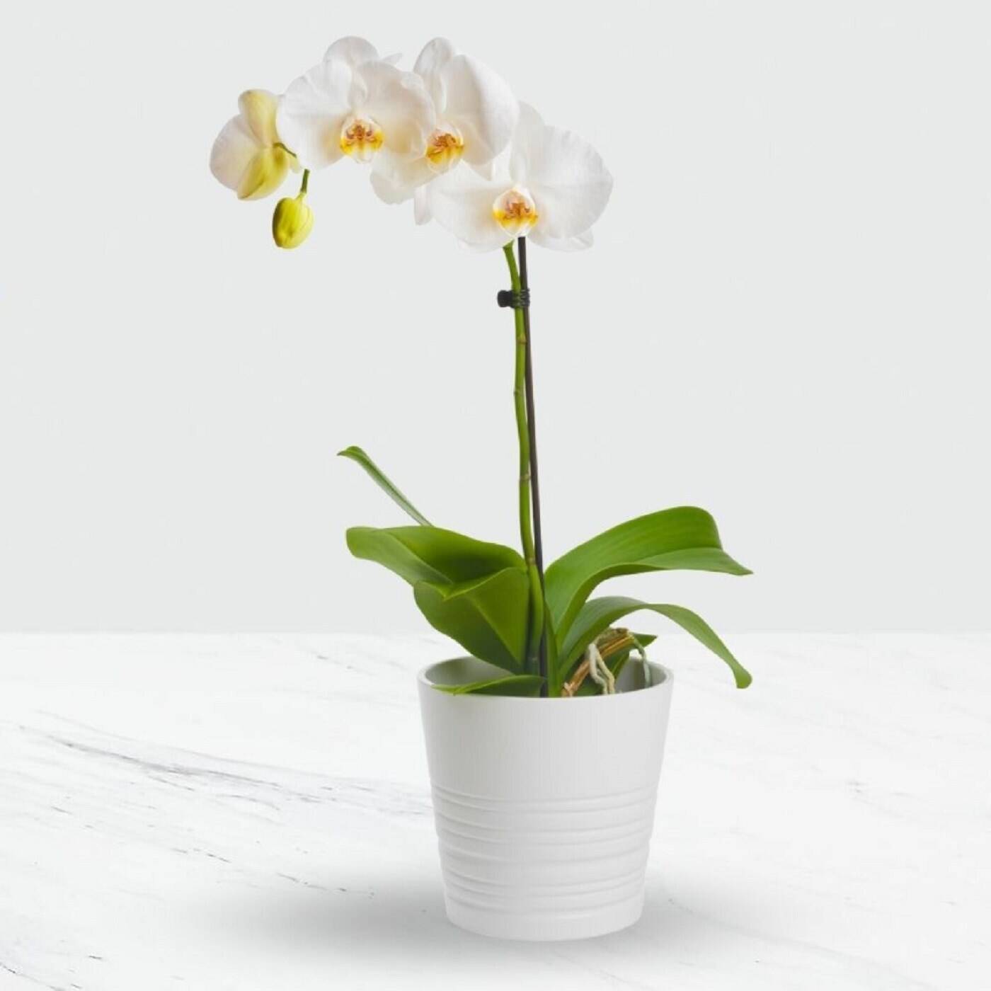 Blume, Pflanze, Orchidee, Blume, Pflanze, Orchidee, Blume, Pflanze, Orchidee, Blume, Pflanze, Orchidee, Blume, Pflanze, Orchidee, Blume, Pflanze, Orchidee, Blume, Pflanze, Orchidee, Blume, Pflanze, Orchidee, Blume, Pflanze, Orchidee