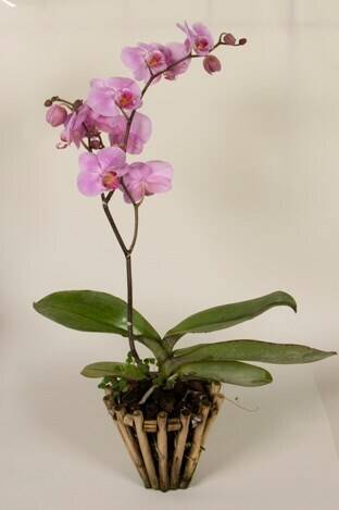 Blume, Pflanze, Orchidee, Blumen-Arrangement, Ikebana, Blume, Pflanze, Orchidee, Blumen-Arrangement, Ikebana, Blume, Pflanze, Orchidee, Blumen-Arrangement, Ikebana, Blume, Pflanze, Orchidee, Blumen-Arrangement, Ikebana