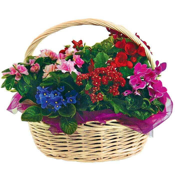 Blume, Blumen-Arrangement, Blumenstrauß, Korb, Geranie, Blume, Blumen-Arrangement, Blumenstrauß, Korb, Geranie, Blume, Blumen-Arrangement, Blumenstrauß, Korb, Geranie, Blume, Blumen-Arrangement, Blumenstrauß, Korb, Geranie