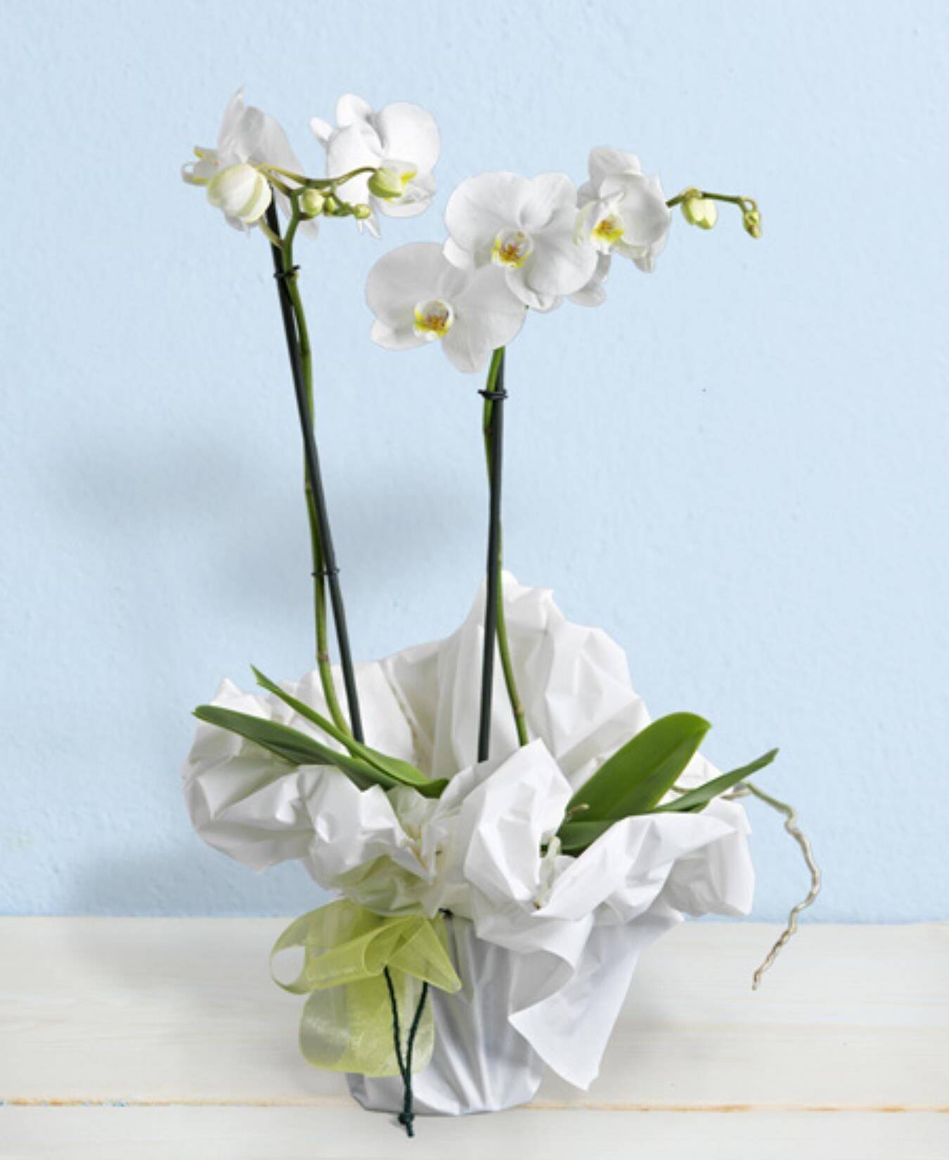 Blume, Blumen-Arrangement, Pflanze, Ikebana, Blumenstrauß, Blume, Blumen-Arrangement, Pflanze, Ikebana, Blumenstrauß, Blume, Blumen-Arrangement, Pflanze, Ikebana, Blumenstrauß, Blume, Blumen-Arrangement, Pflanze, Ikebana, Blumenstrauß