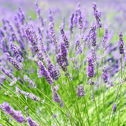 Mehrere Lavendelblüten