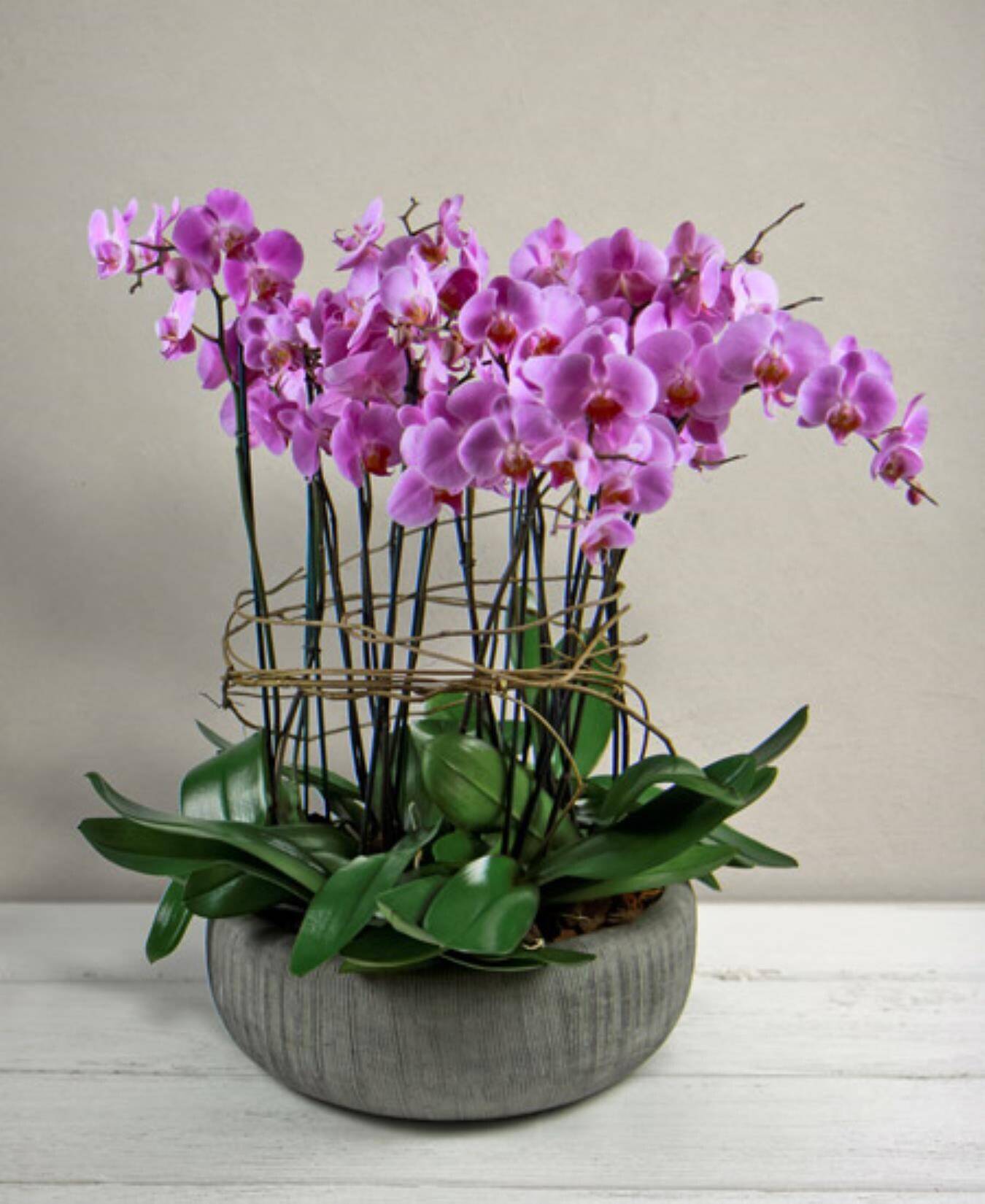 orchidee, pflanzung, topf, rosa, anordnung, orchidee, phalaenopsis, pink, arrangement, pflanze mit topf, orchidee, rosa Orchidee, parapflanze, Phalaenopsis, blumenarrangement