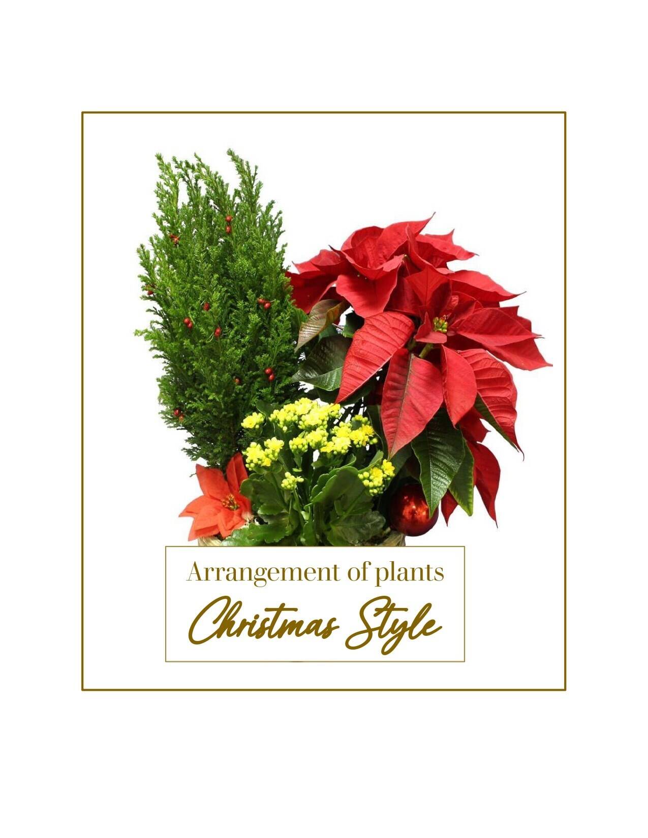 Blume, Blumen-Arrangement, Blumenstrauß, Blatt, Topfpflanze, Blume, Blumen-Arrangement, Blumenstrauß, Blatt, Topfpflanze, Blume, Blumen-Arrangement, Blumenstrauß, Blatt, Topfpflanze, Blume, Blumen-Arrangement, Blumenstrauß, Blatt, Topfpflanze