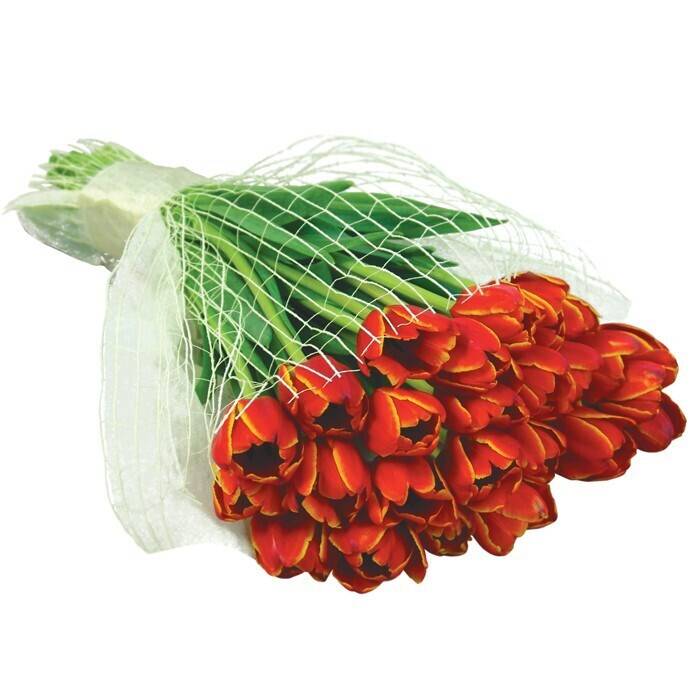 Blume, Blumen-Arrangement, Blumenstrauß, Pflanze, Florales Design, Blume, Blumen-Arrangement, Blumenstrauß, Pflanze, Florales Design, Blume, Blumen-Arrangement, Blumenstrauß, Pflanze, Florales Design, Tulpen, Blumenstrauß, Rot, Blumen, Netz